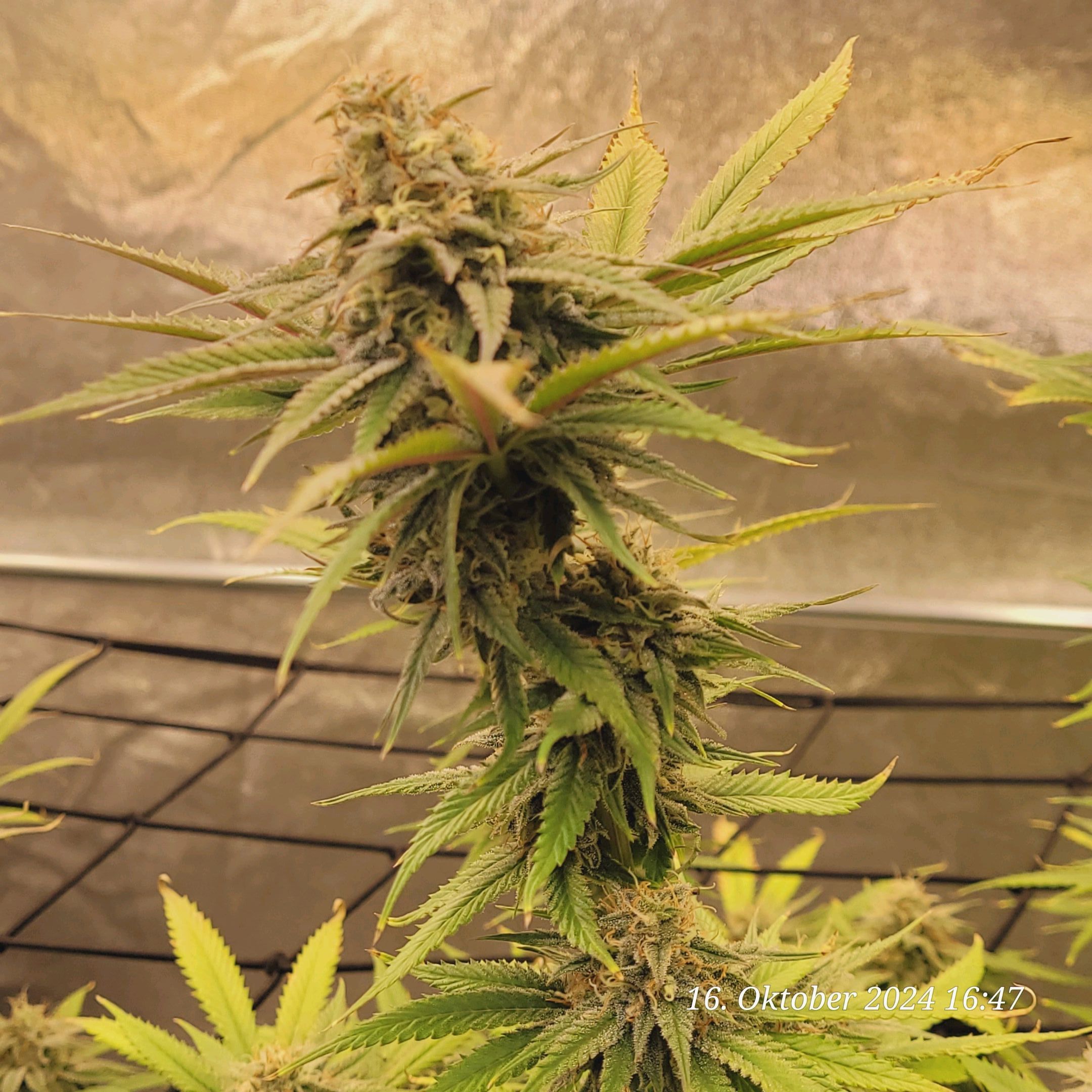 Lava Cake Klon #2 growlog photo 92