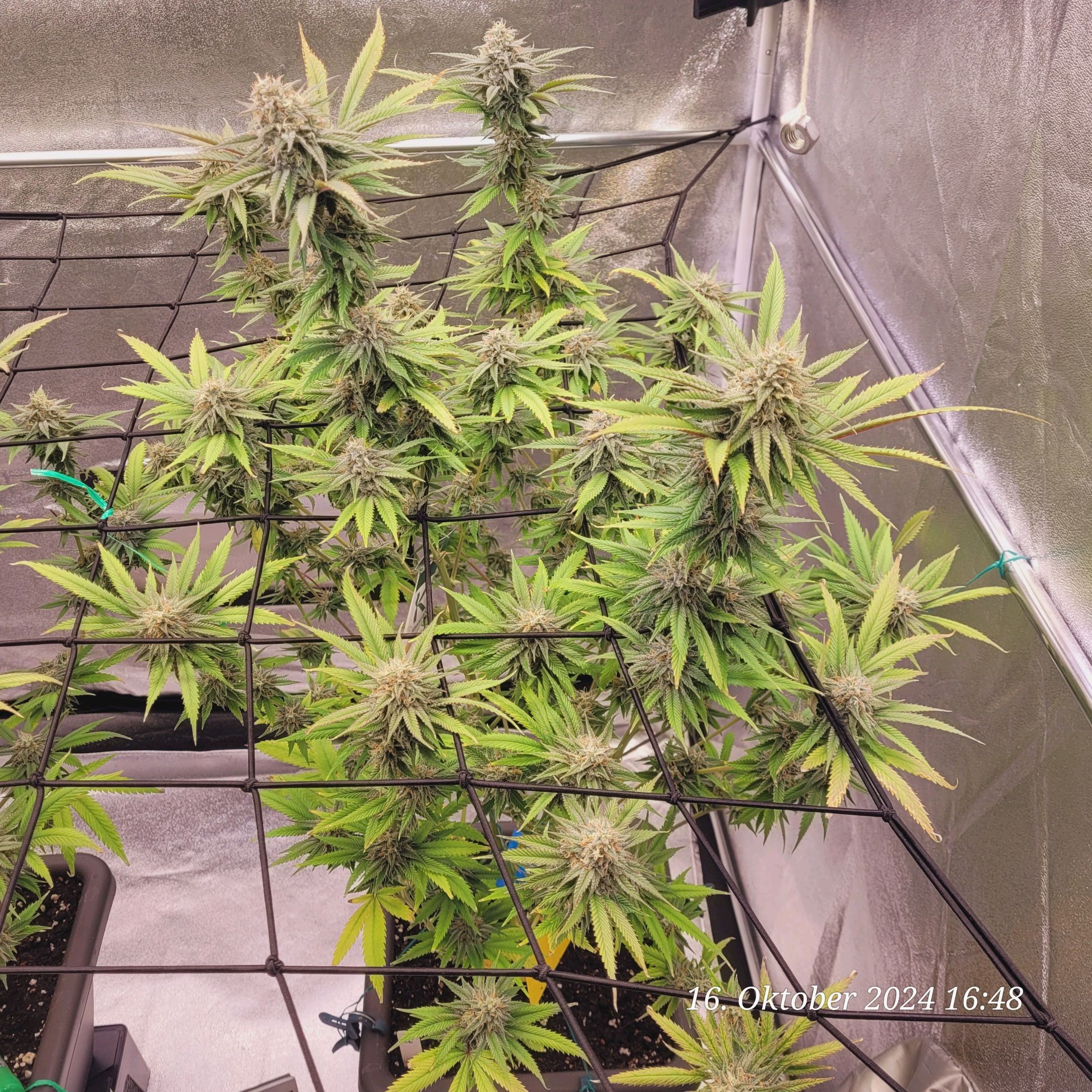 Lava Cake Klon #2 growlog photo 93