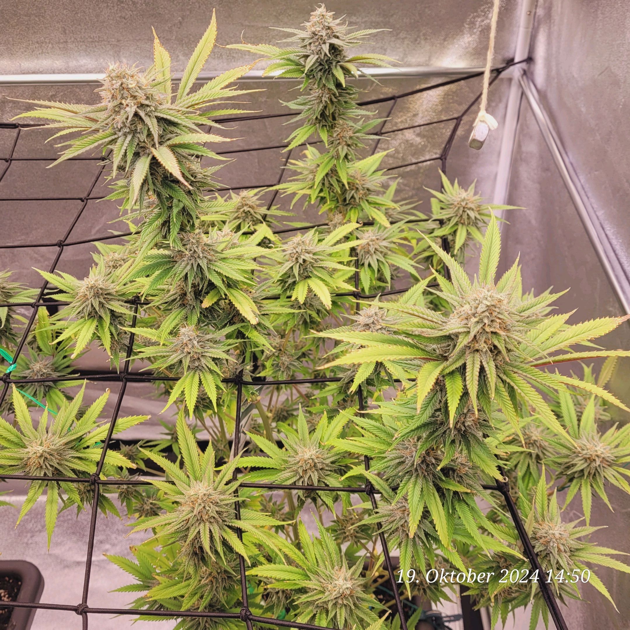 Lava Cake Klon #2 growlog photo 94