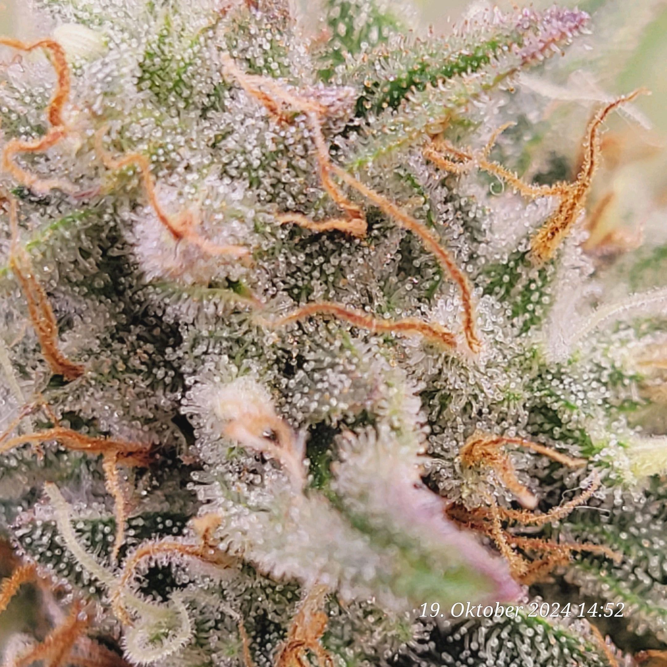 Lava Cake Klon #2 growlog photo 95