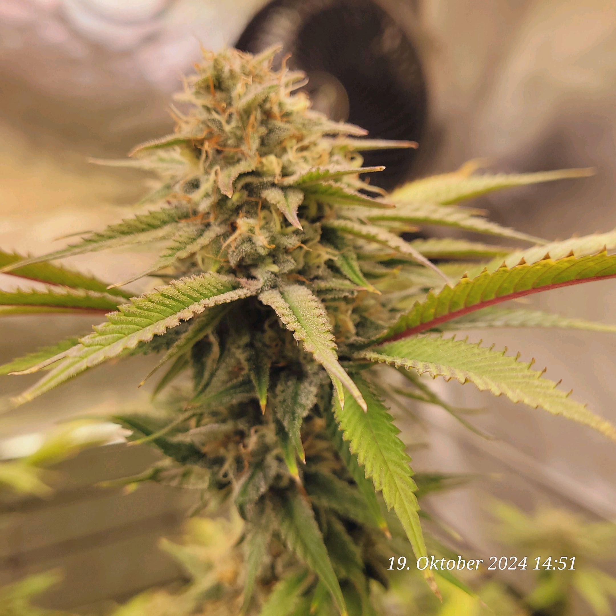 Lava Cake Klon #2 growlog photo 96