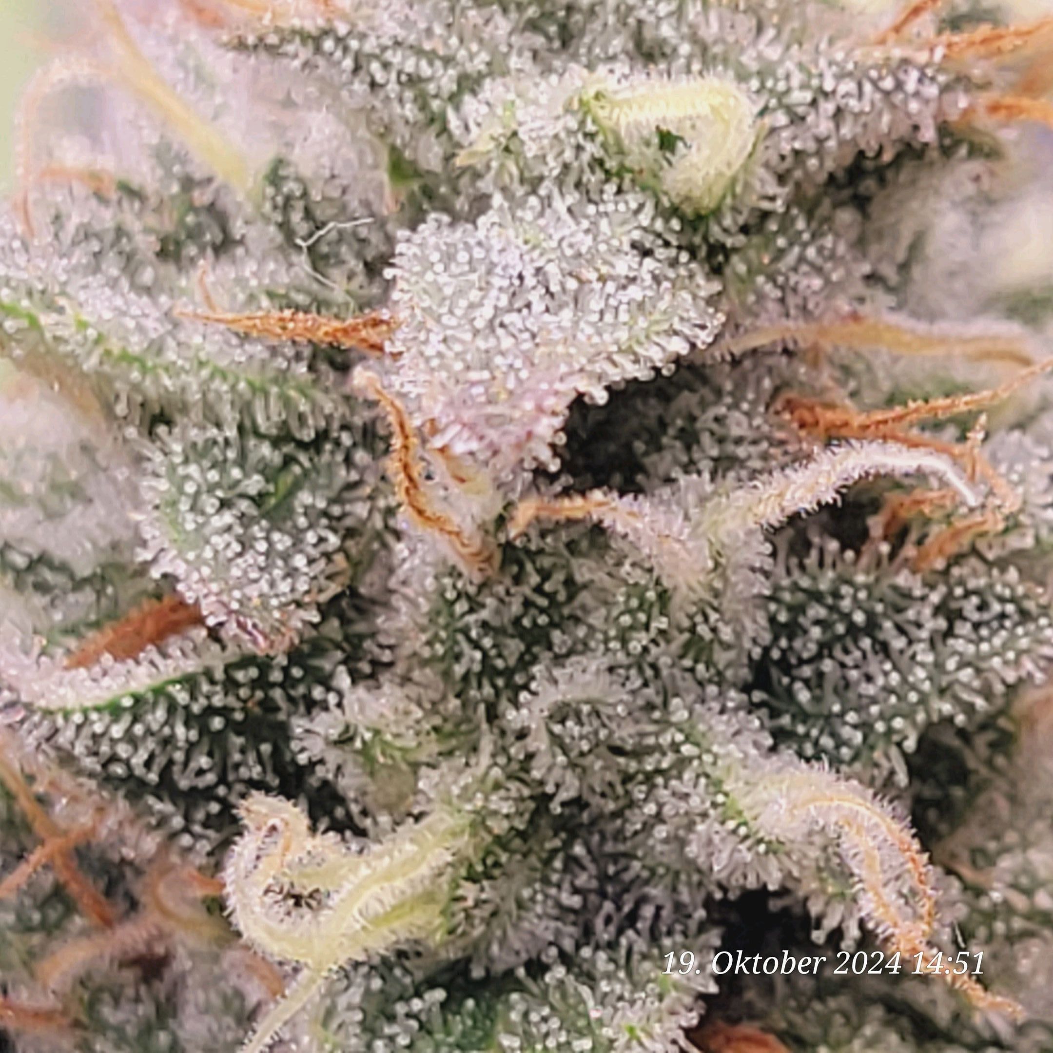 Lava Cake Klon #2 growlog photo 98