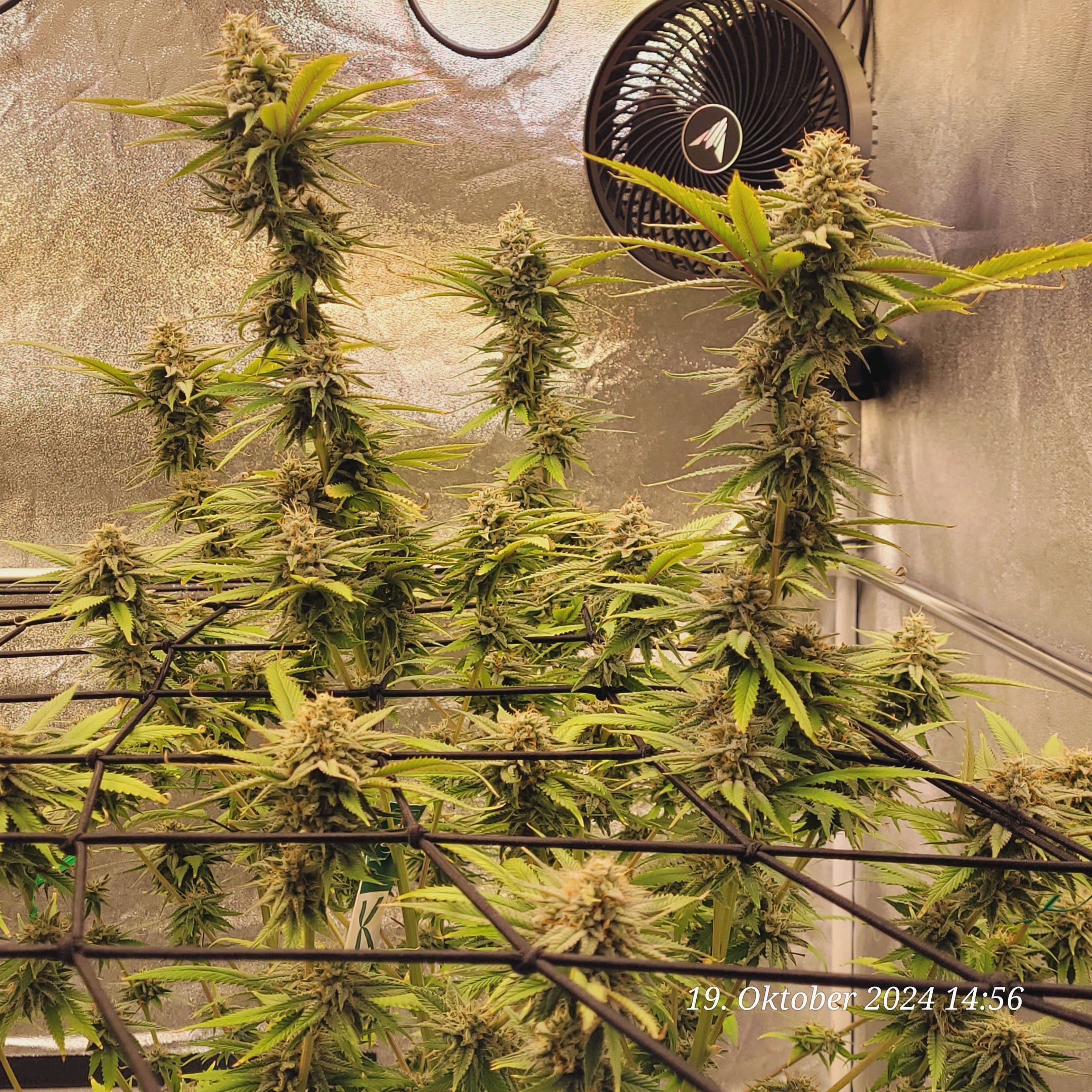 Lava Cake Klon #2 growlog photo 97