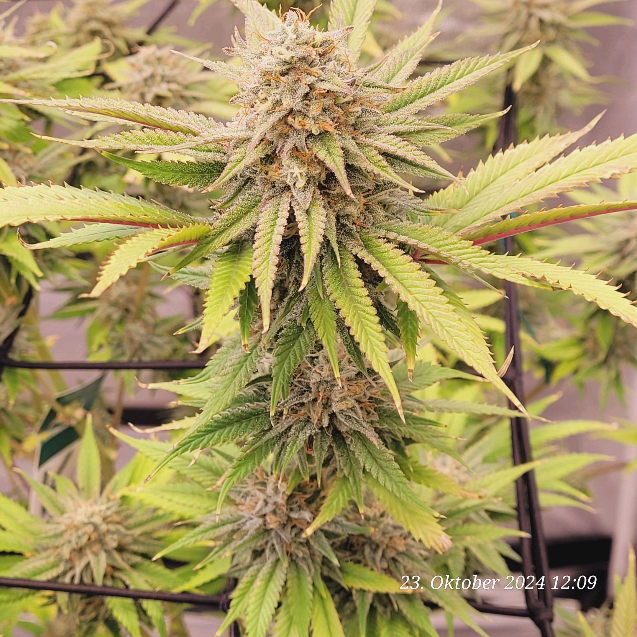 Lava Cake Klon #2 growlog photo 99