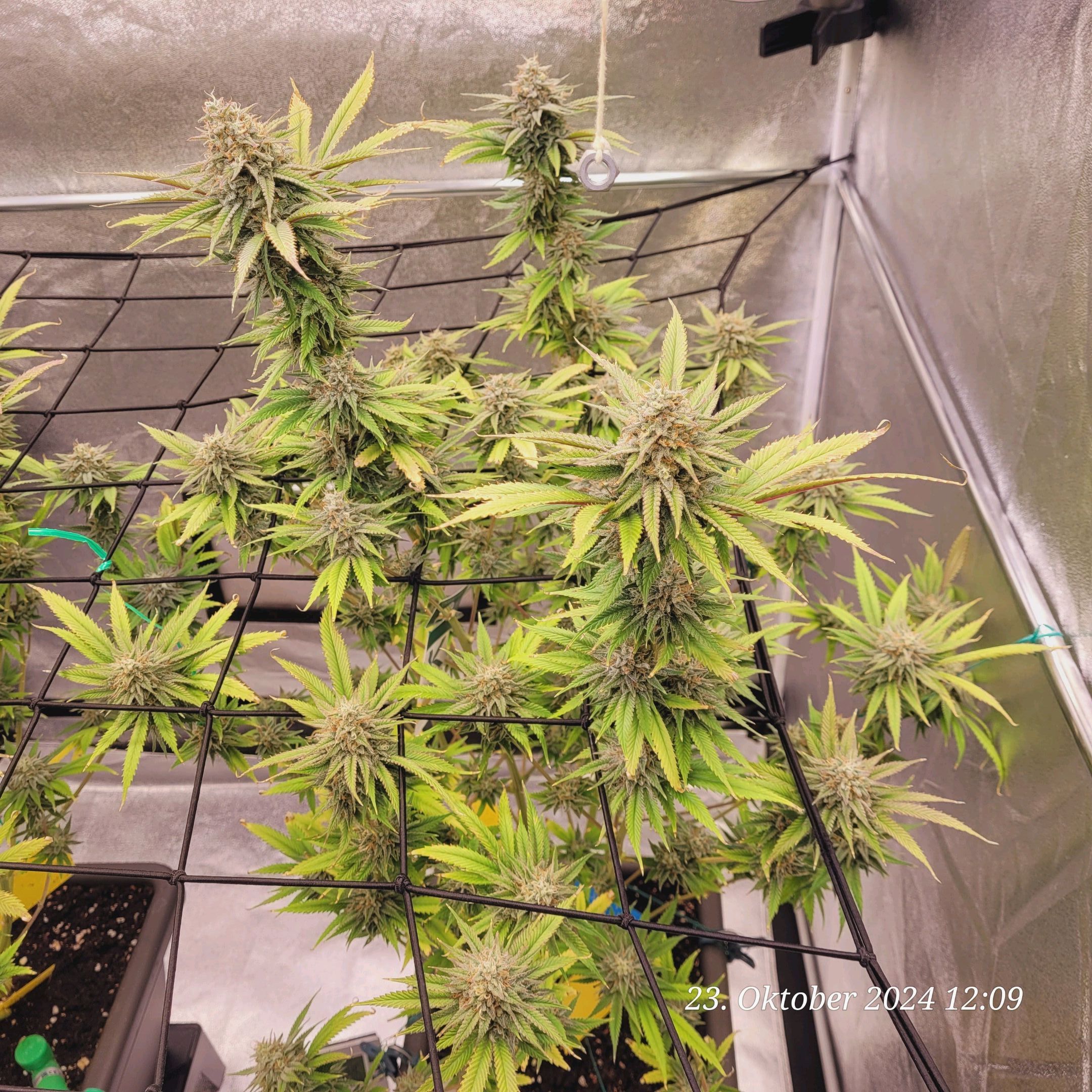 Lava Cake Klon #2 growlog photo 101