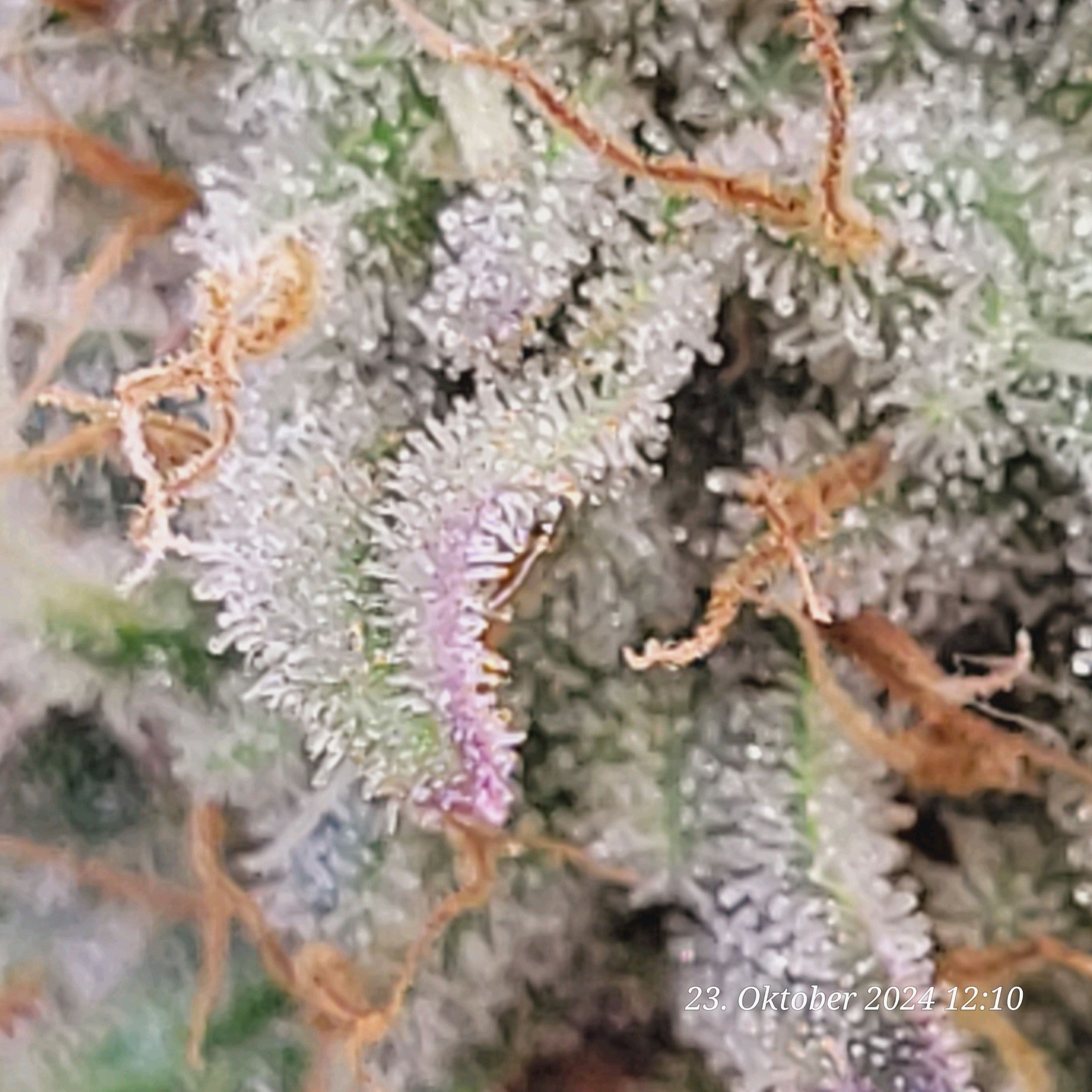 Lava Cake Klon #2 growlog photo 102