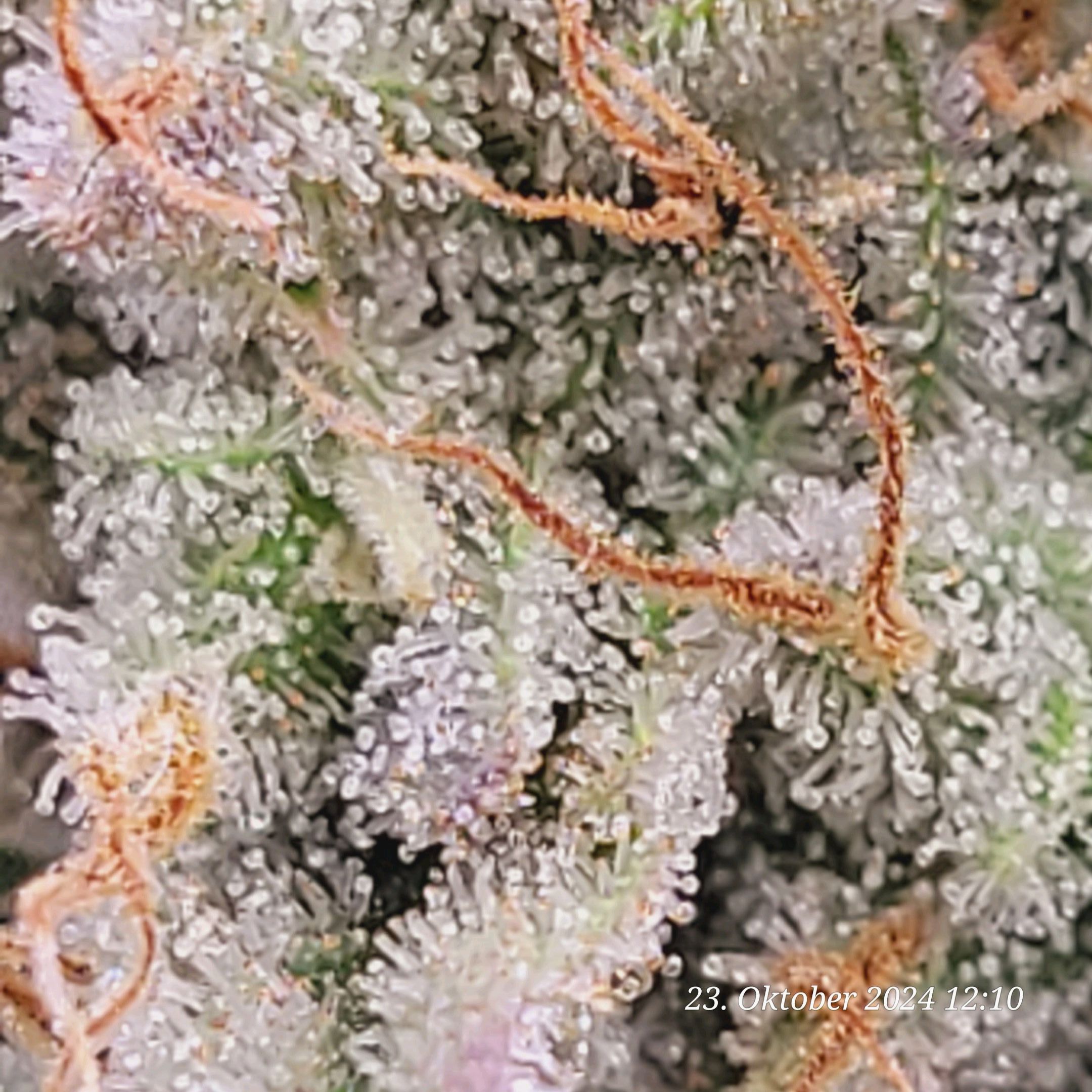 Lava Cake Klon #2 growlog photo 100