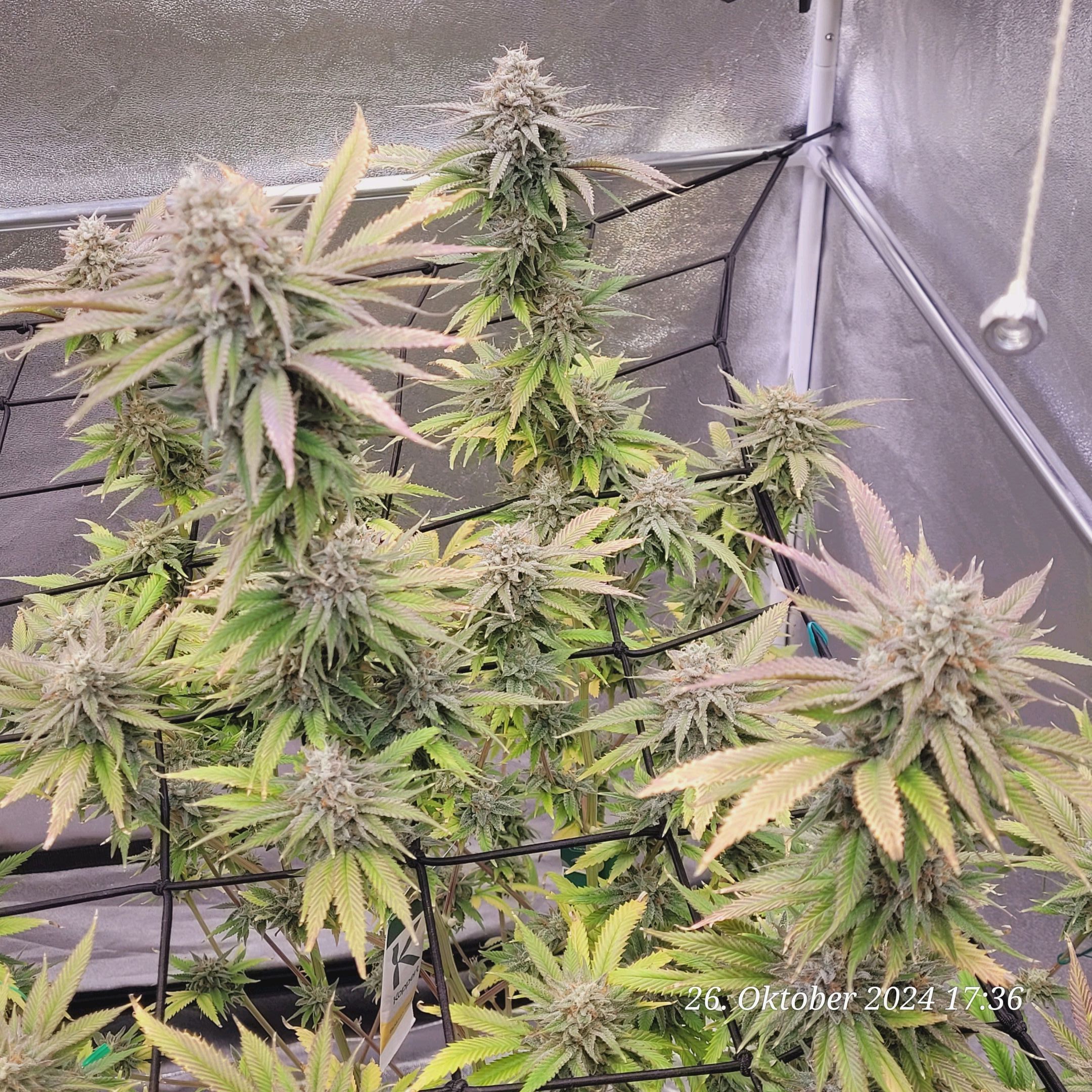 Lava Cake Klon #2 growlog photo 106
