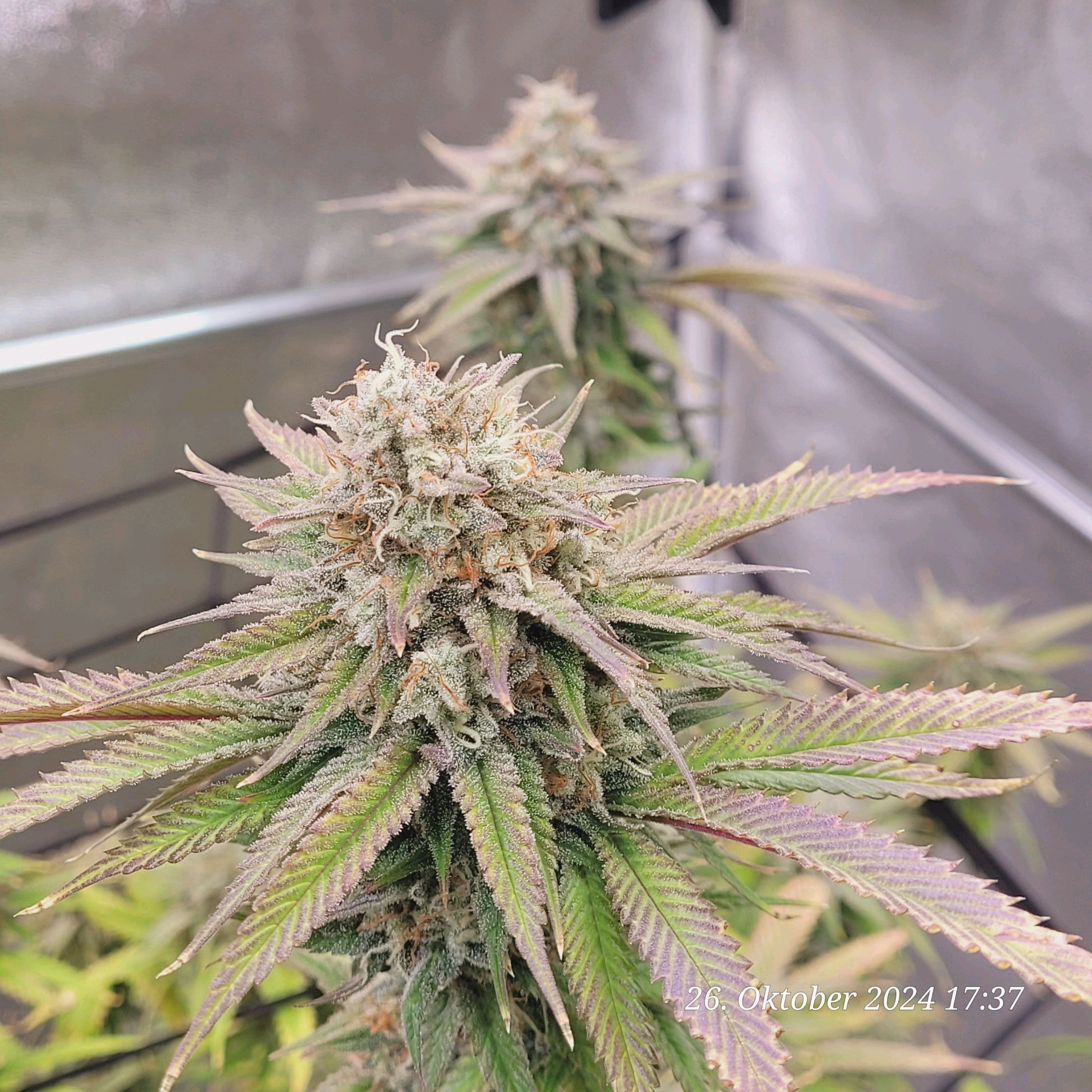 Lava Cake Klon #2 growlog photo 110