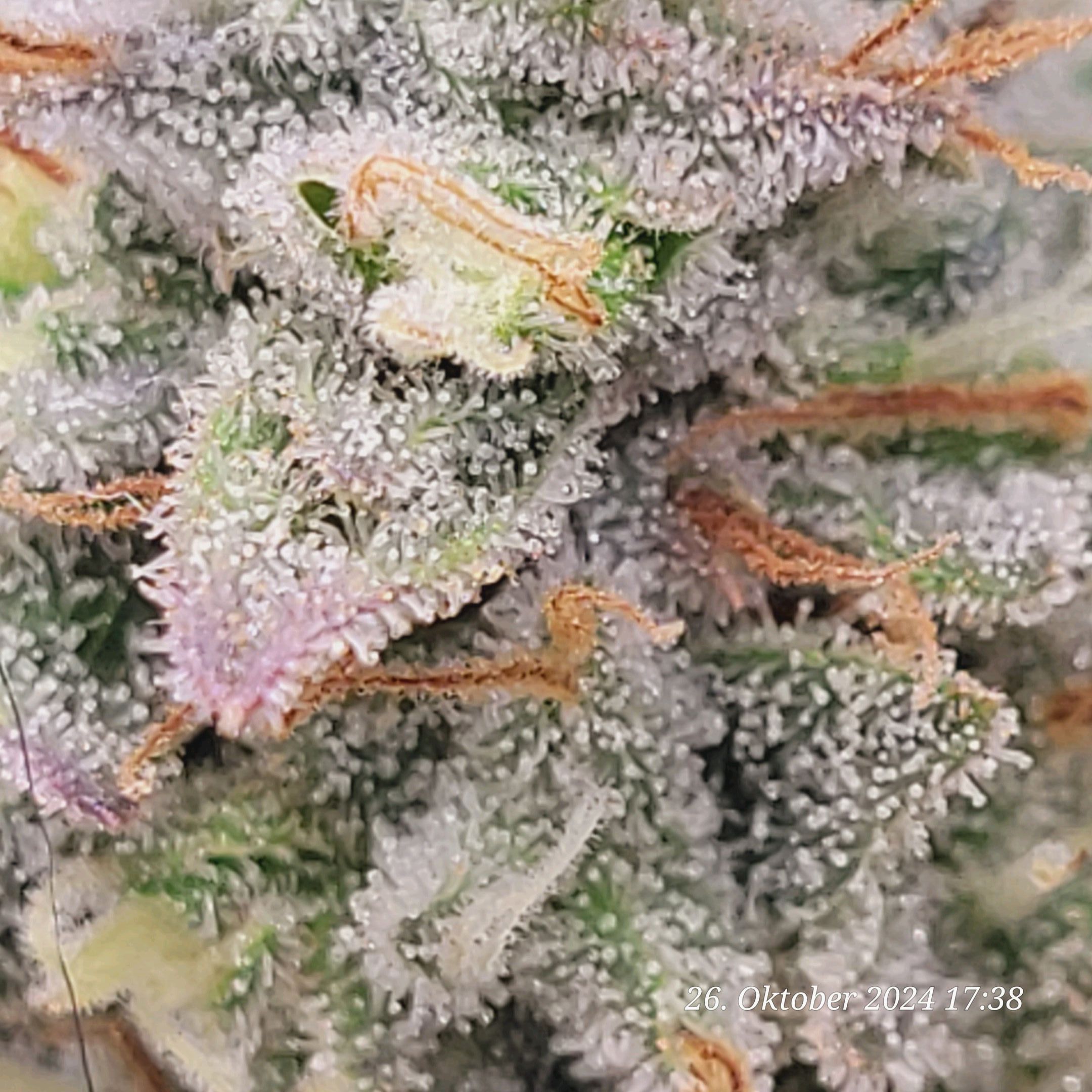 Lava Cake Klon #2 growlog photo 107