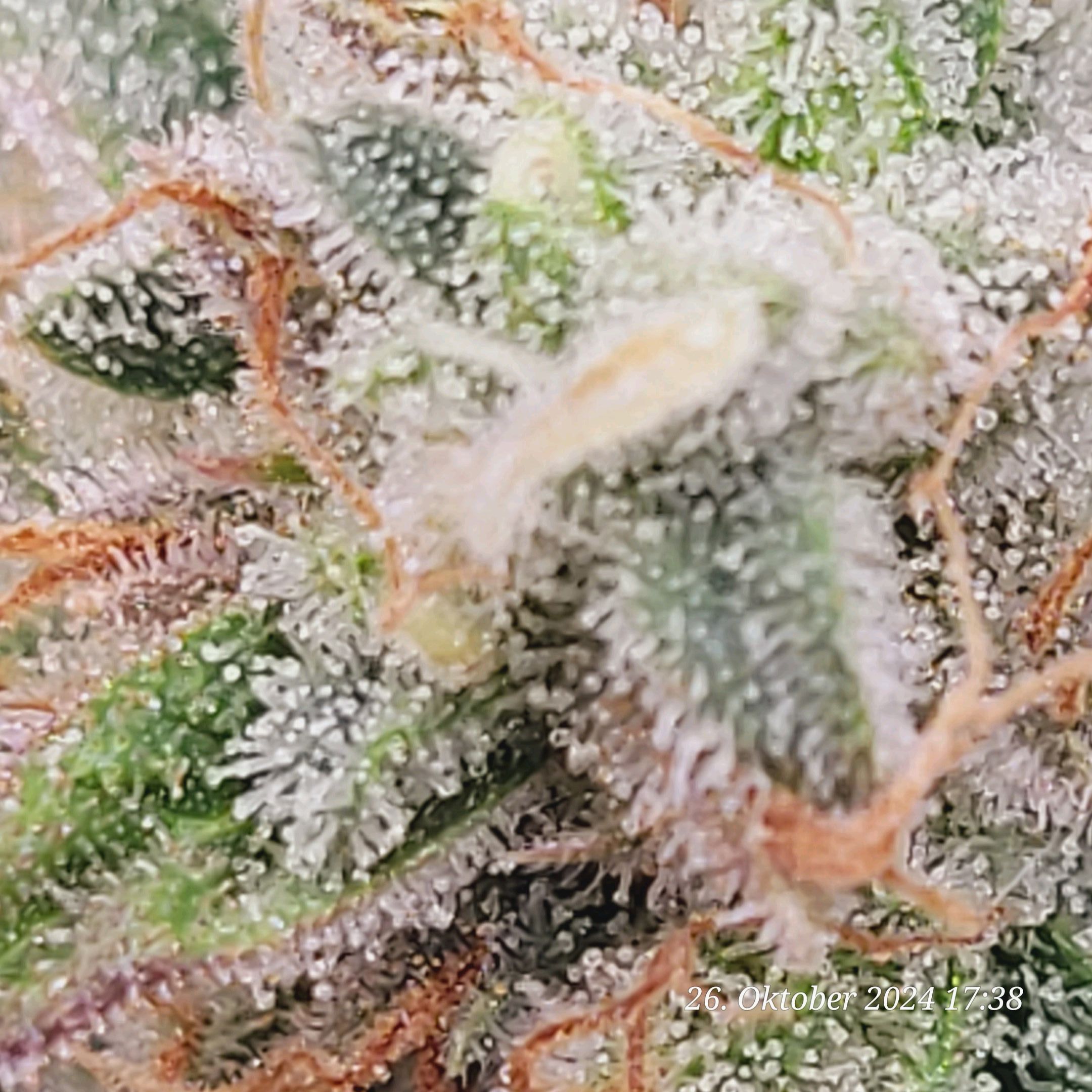 Lava Cake Klon #2 growlog photo 108