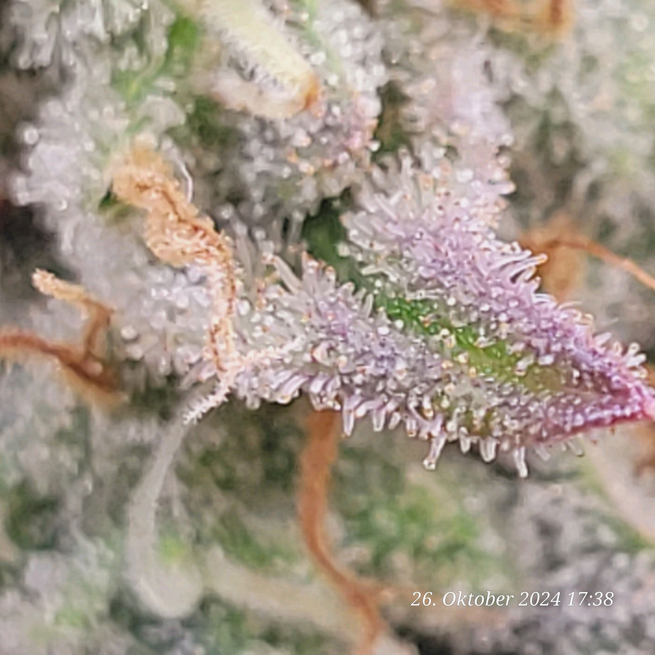 Lava Cake Klon #2 growlog photo 109