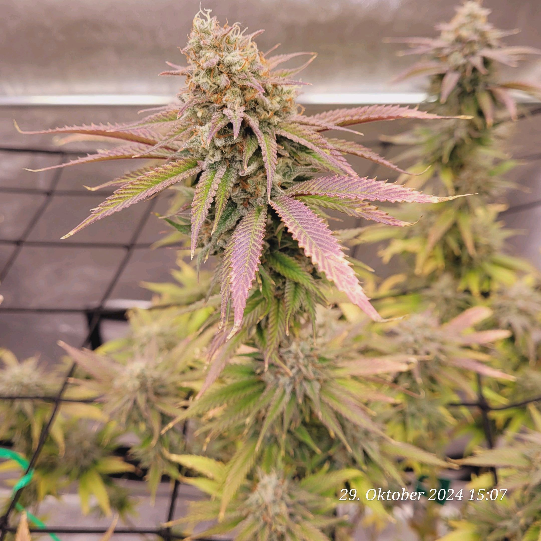 Lava Cake Klon #2 growlog photo 112