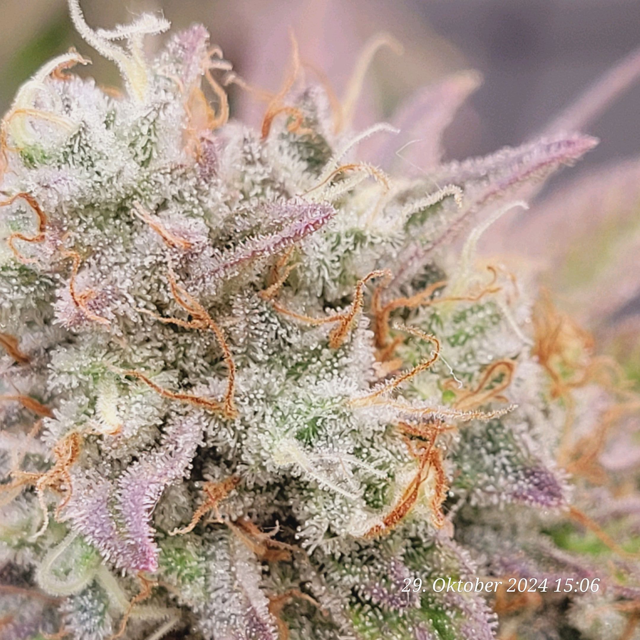 Lava Cake Klon #2 growlog photo 114