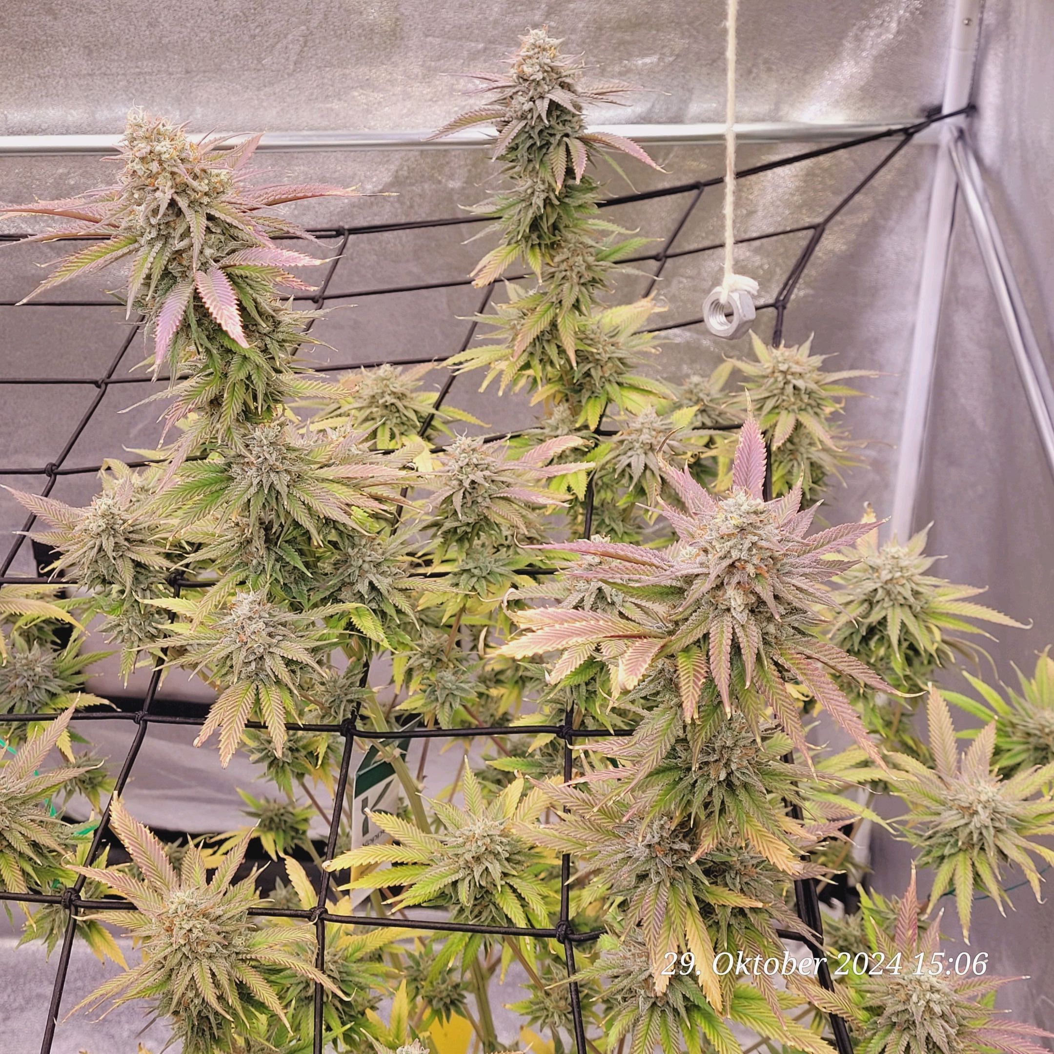 Lava Cake Klon #2 growlog photo 116