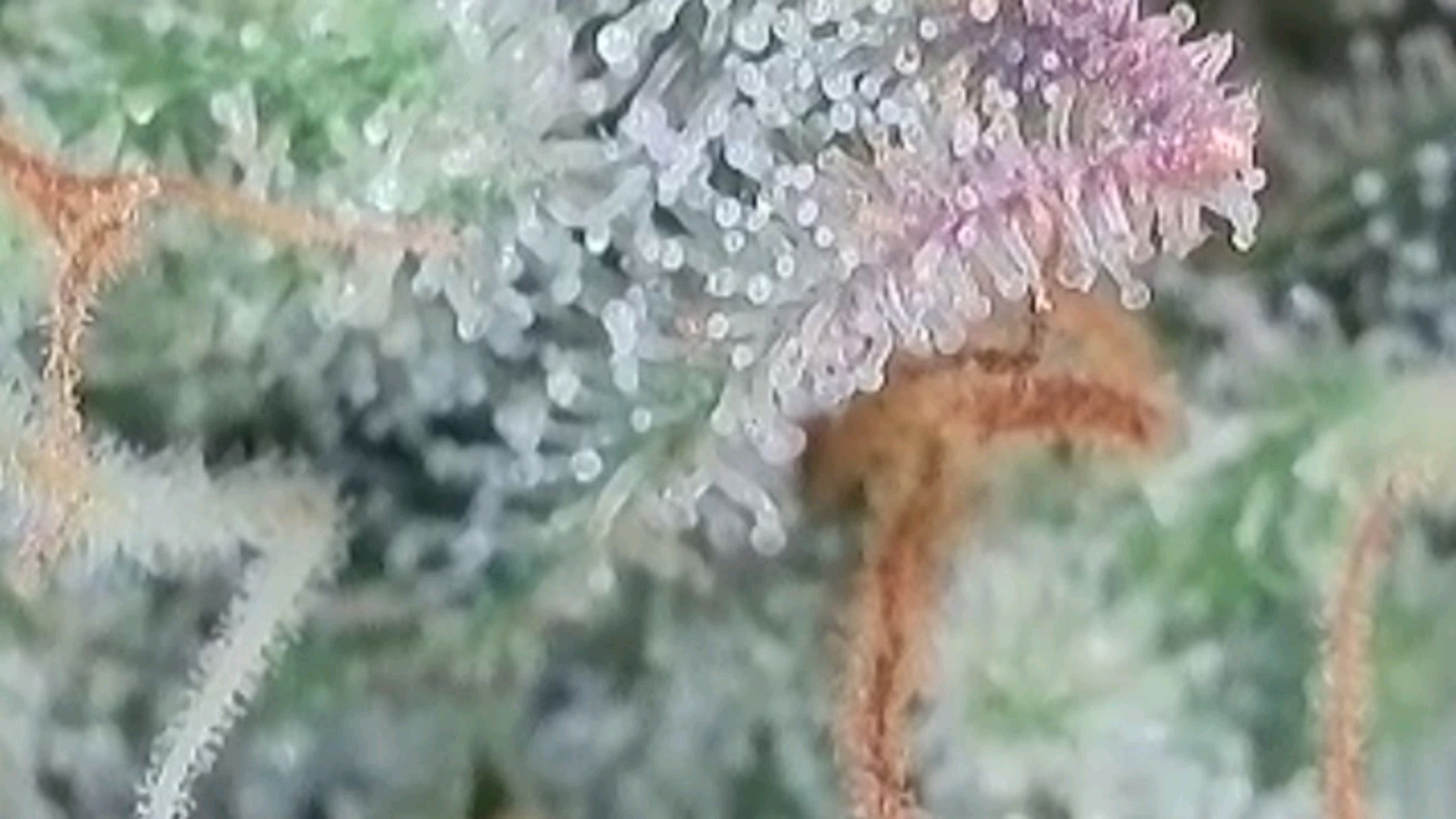 Lava Cake Klon #2 growlog photo 113