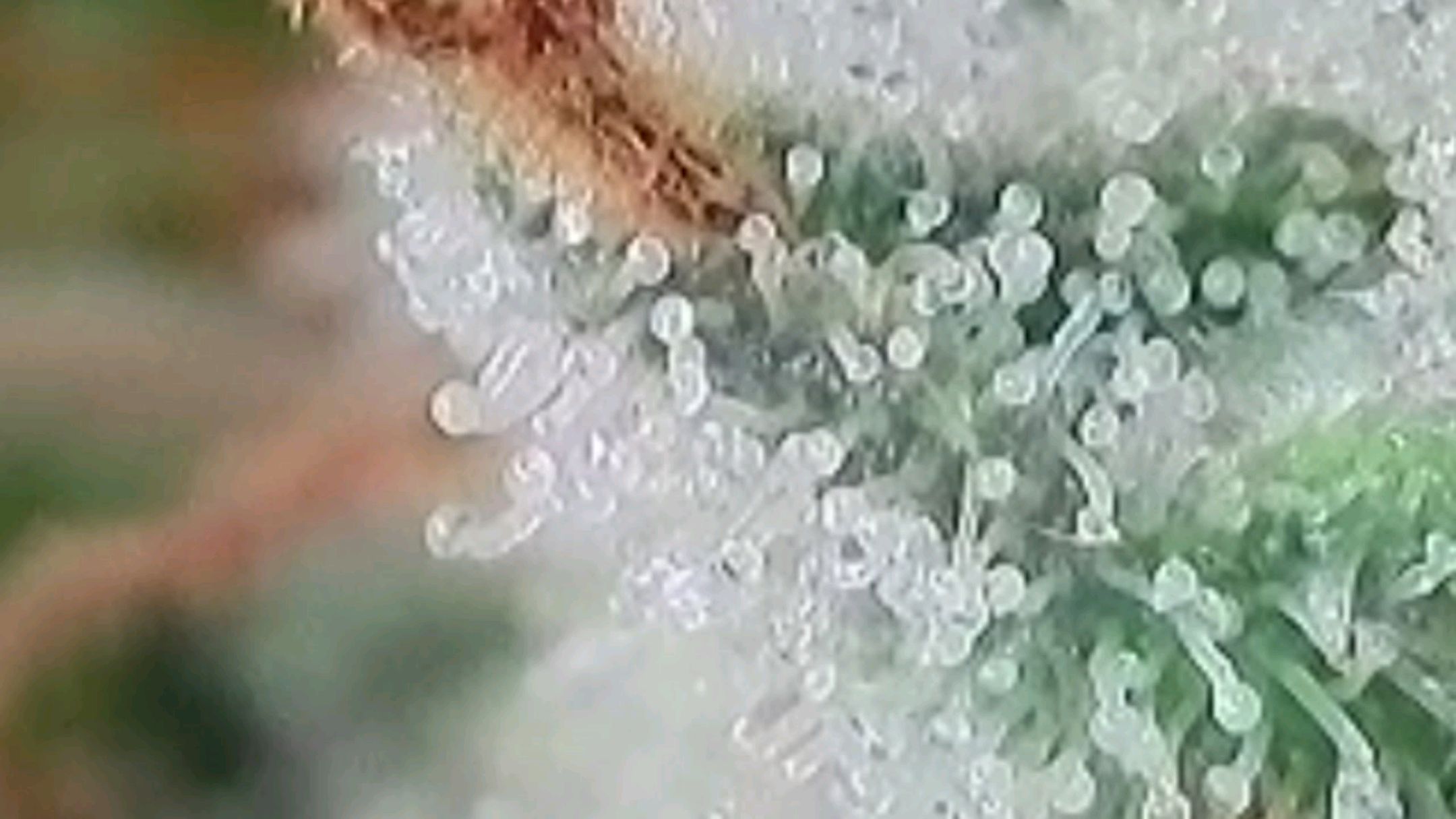 Lava Cake Klon #2 growlog photo 115