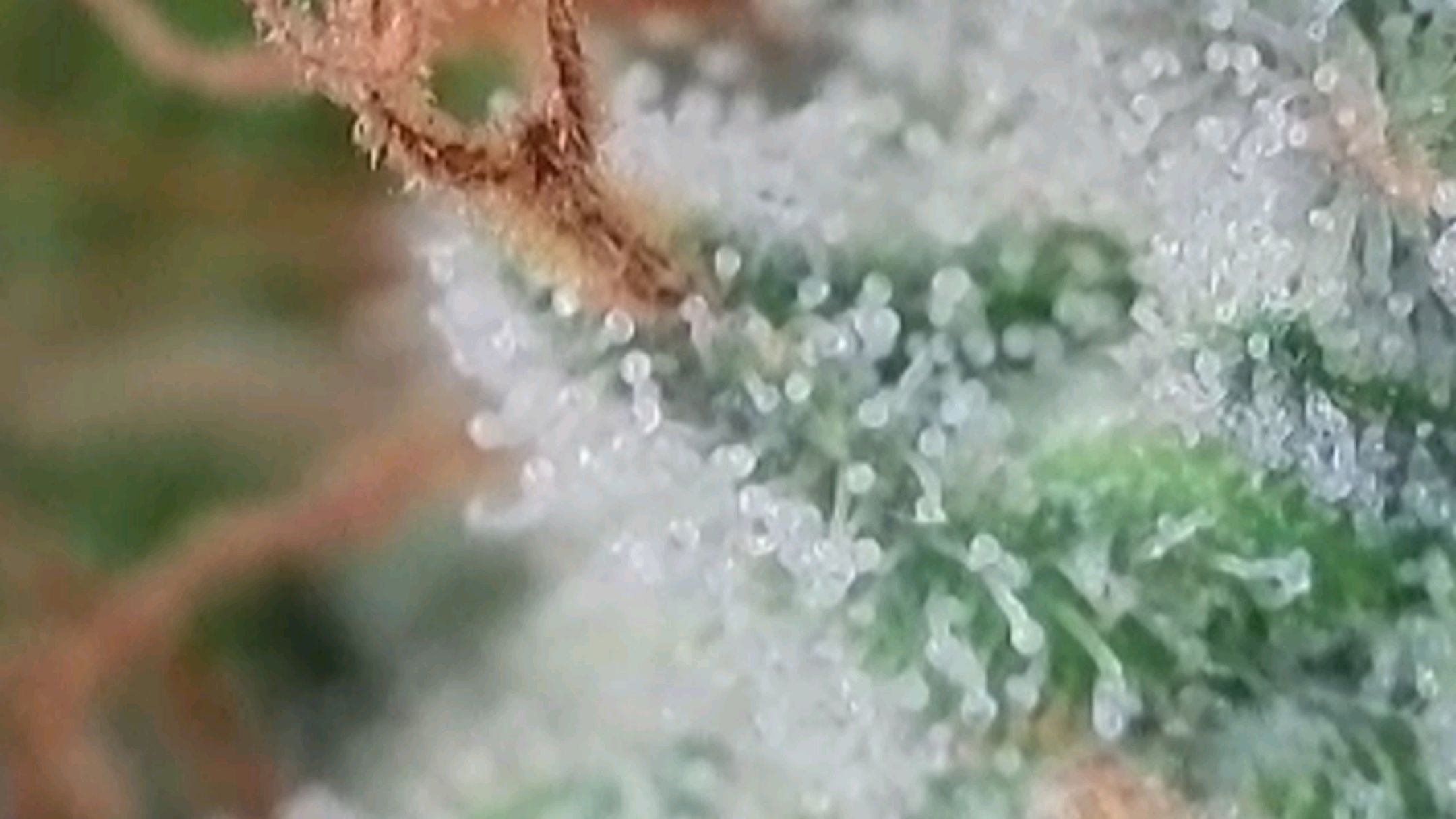 Lava Cake Klon #2 growlog photo 117