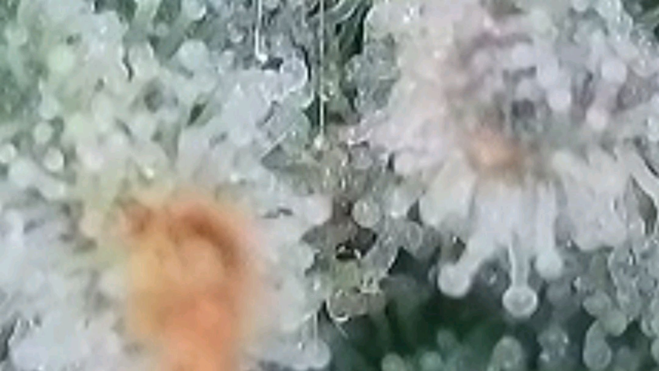 Lava Cake Klon #2 growlog photo 118