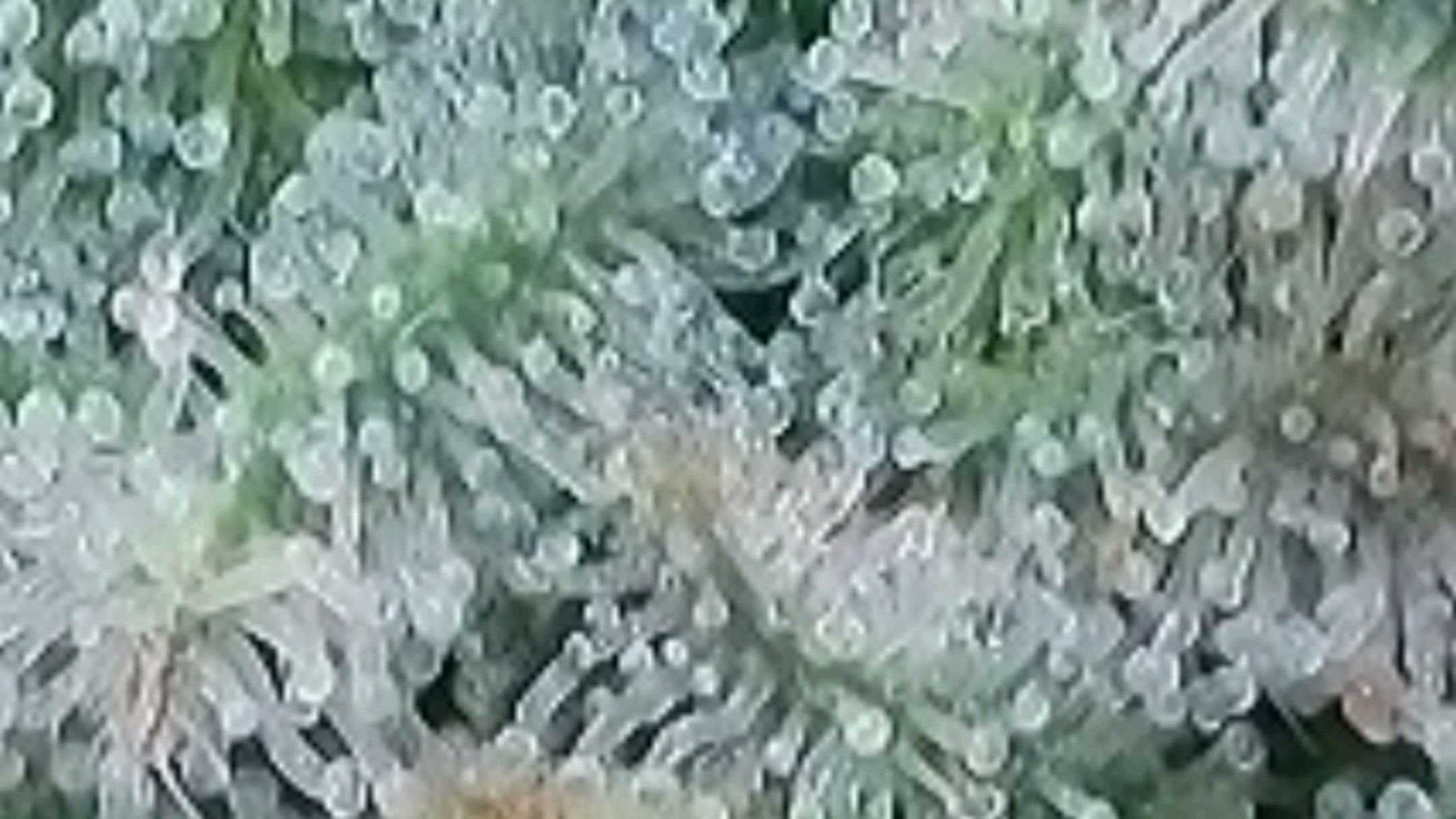 Lava Cake Klon #2 growlog photo 119