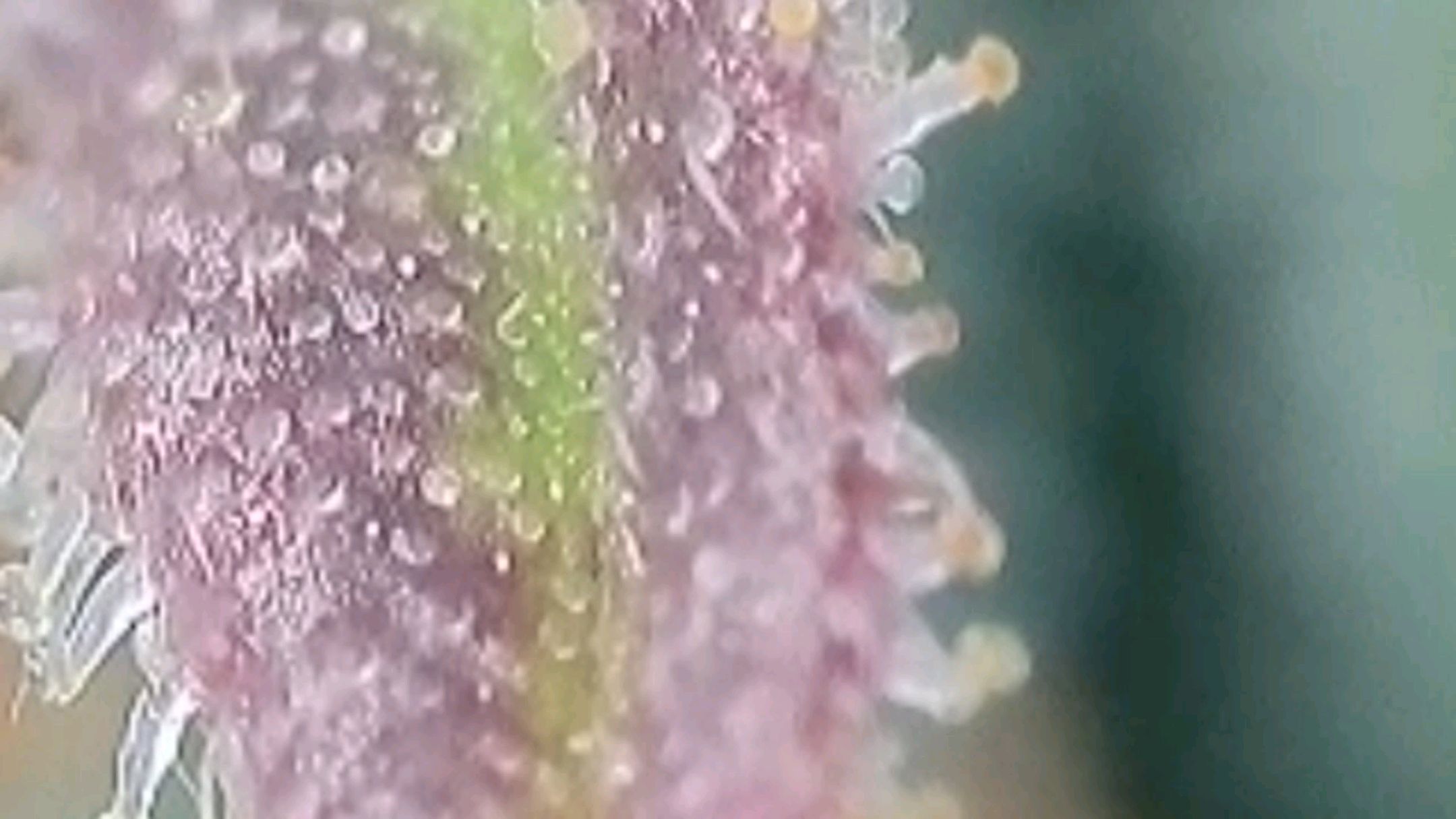 Lava Cake Klon #2 growlog photo 120