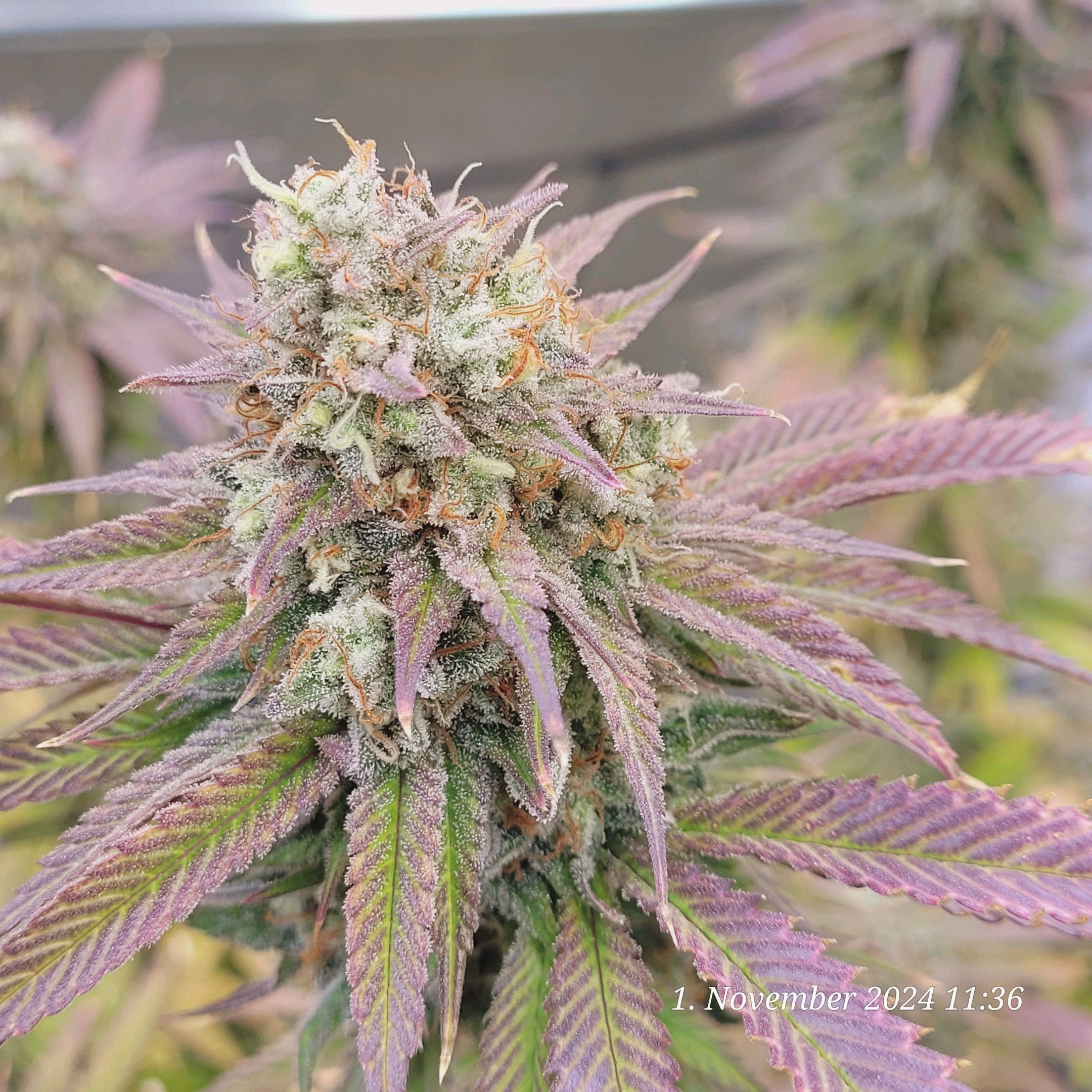 Lava Cake Klon #2 growlog photo 121