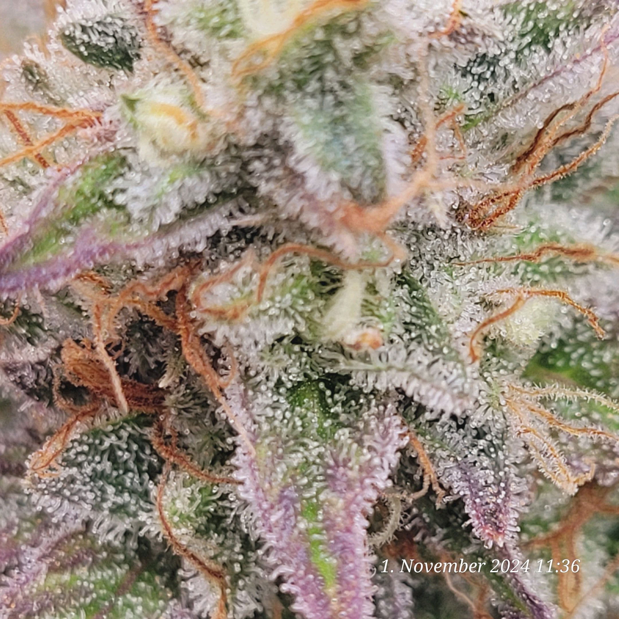 Lava Cake Klon #2 growlog photo 122
