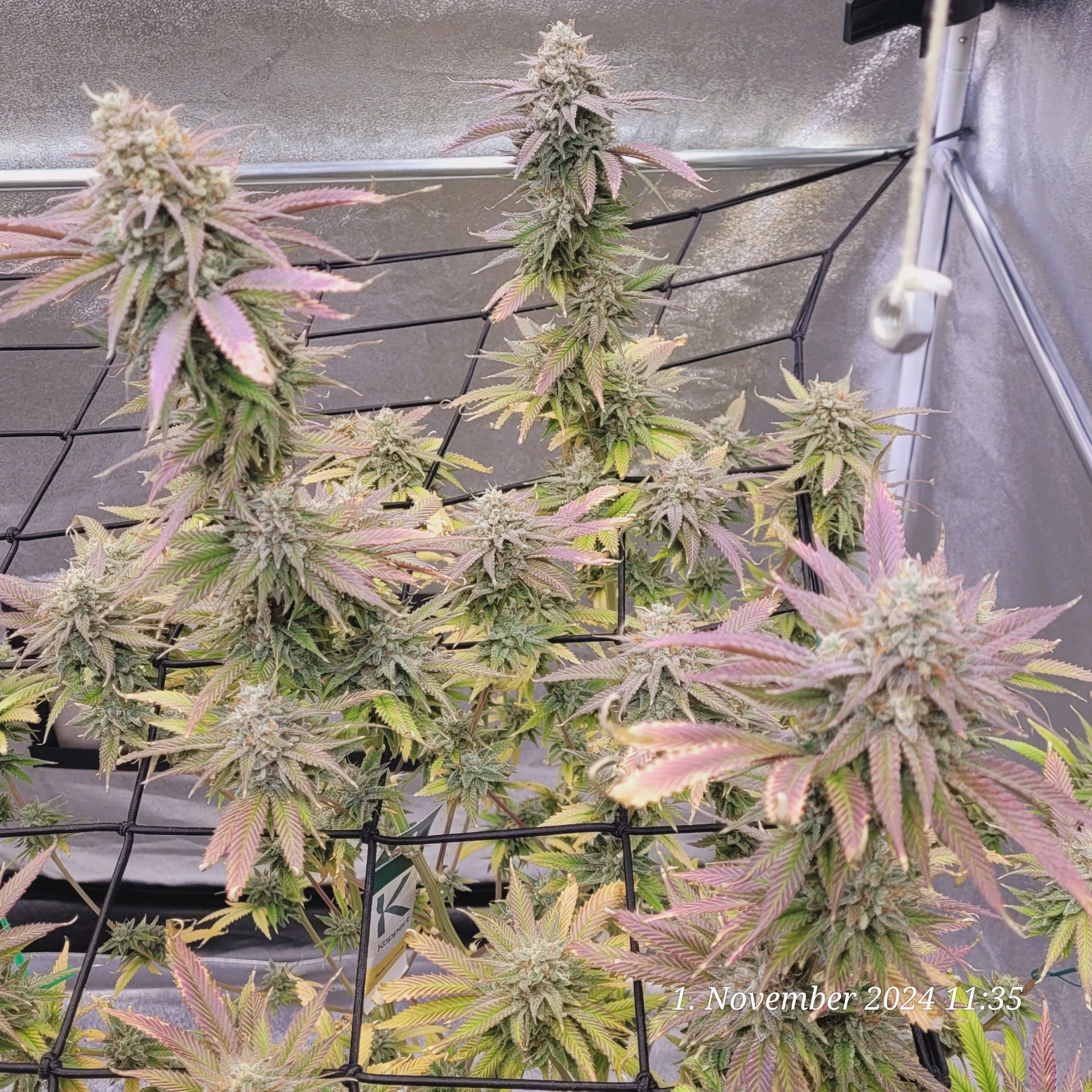 Lava Cake Klon #2 growlog photo 123