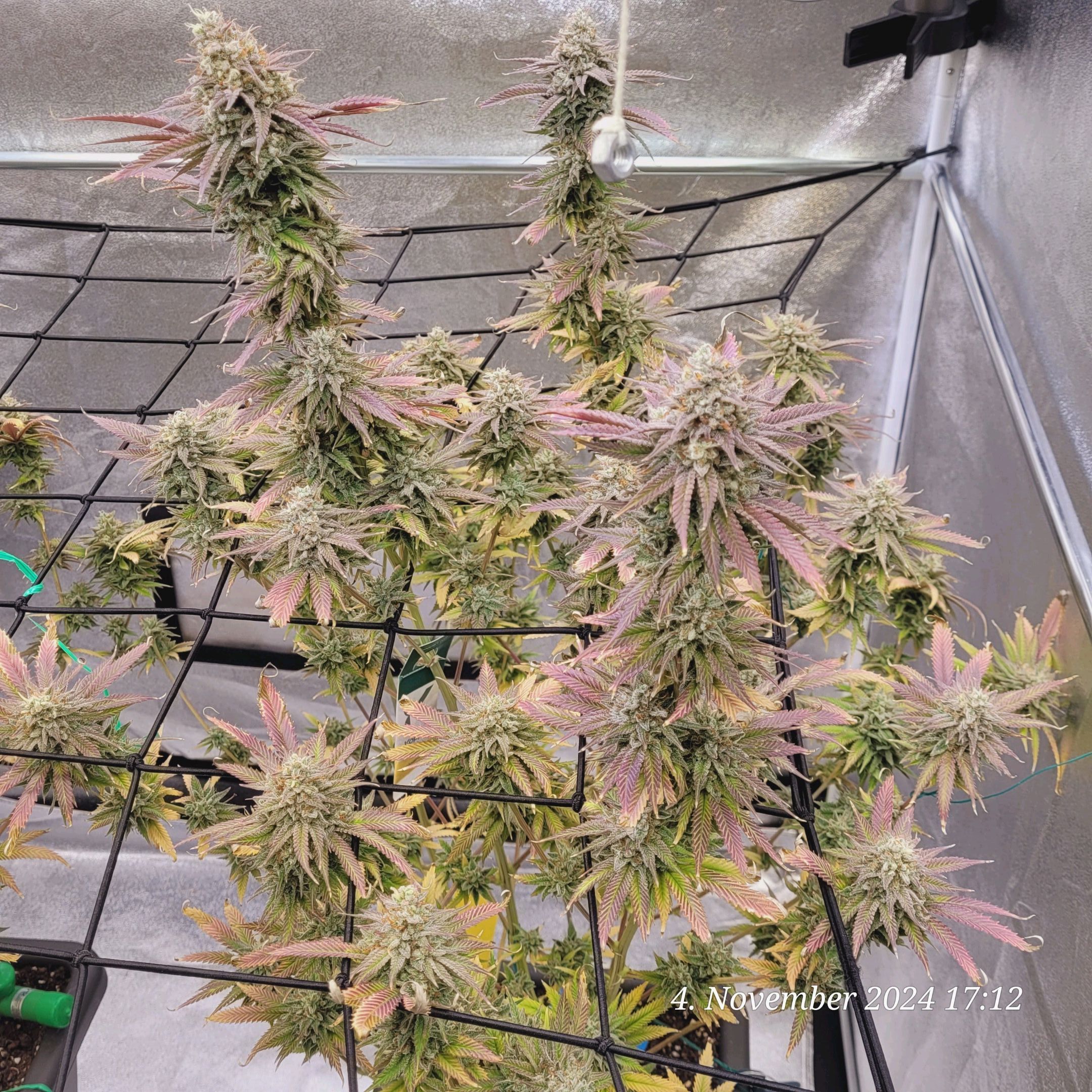 Lava Cake Klon #2 growlog photo 128