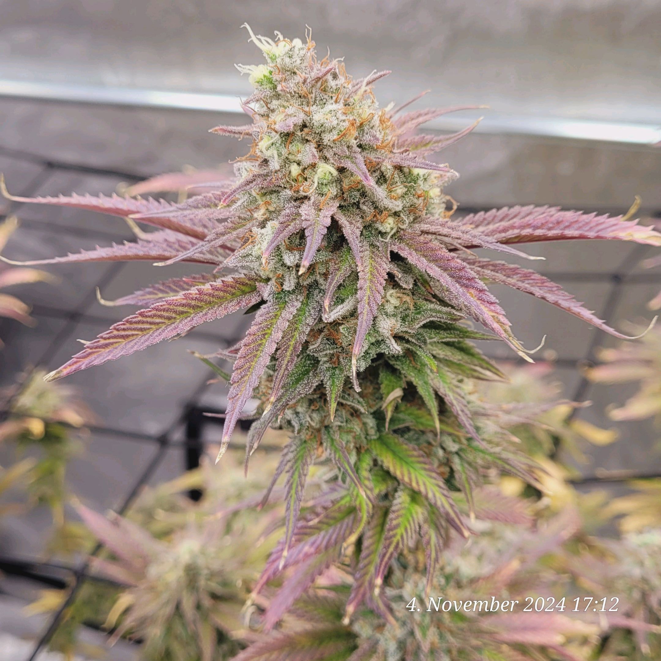 Lava Cake Klon #2 growlog photo 127