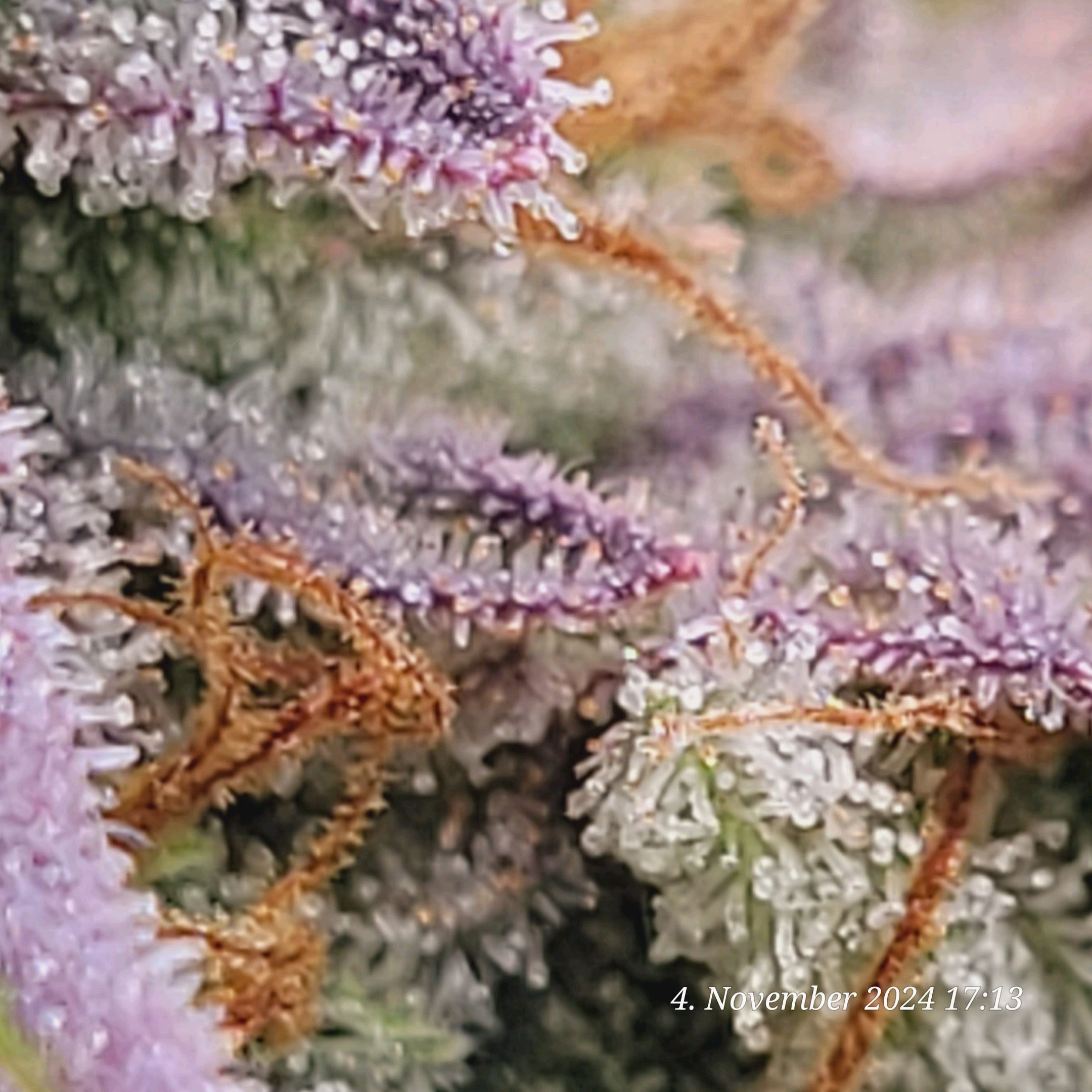 Lava Cake Klon #2 growlog photo 124