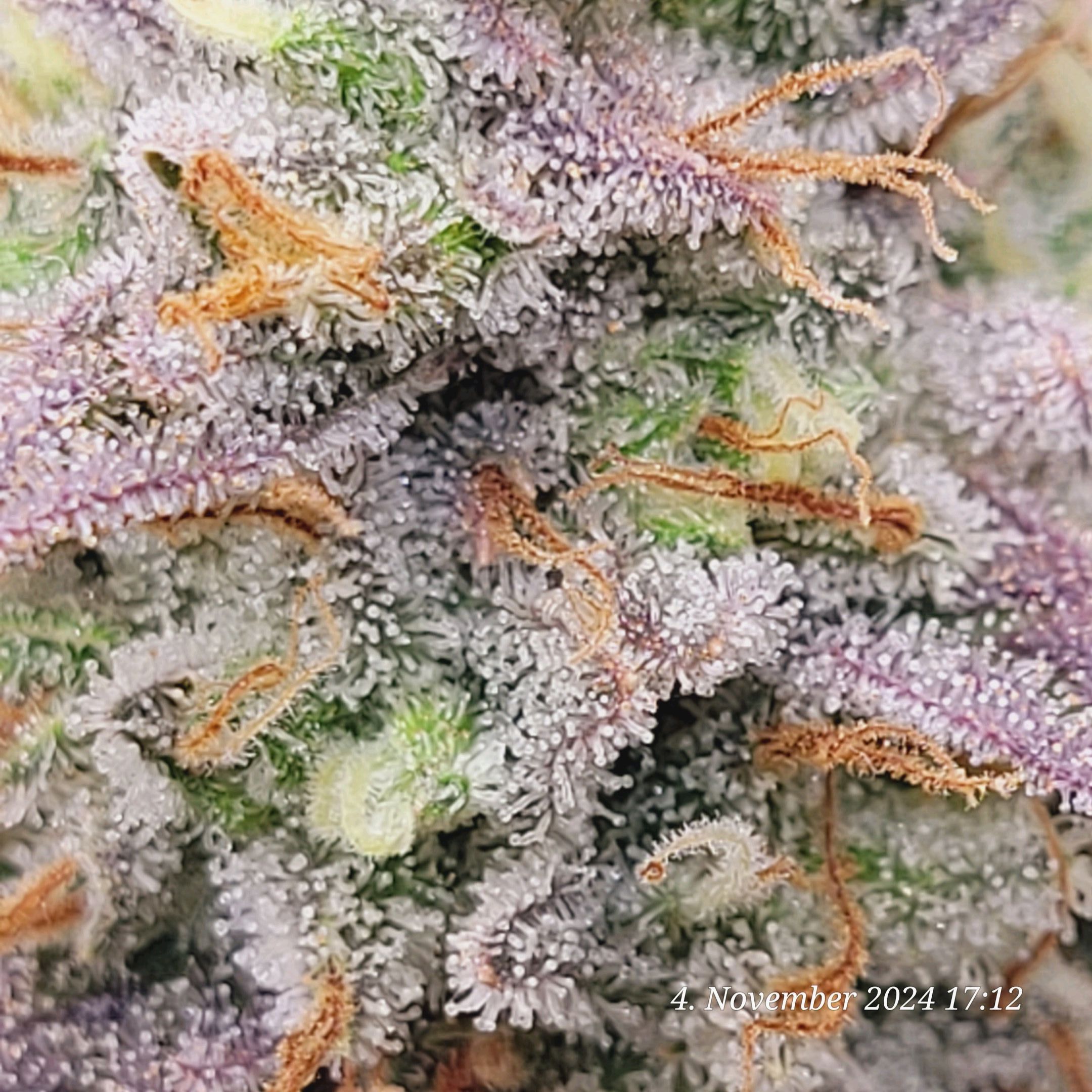 Lava Cake Klon #2 growlog photo 125