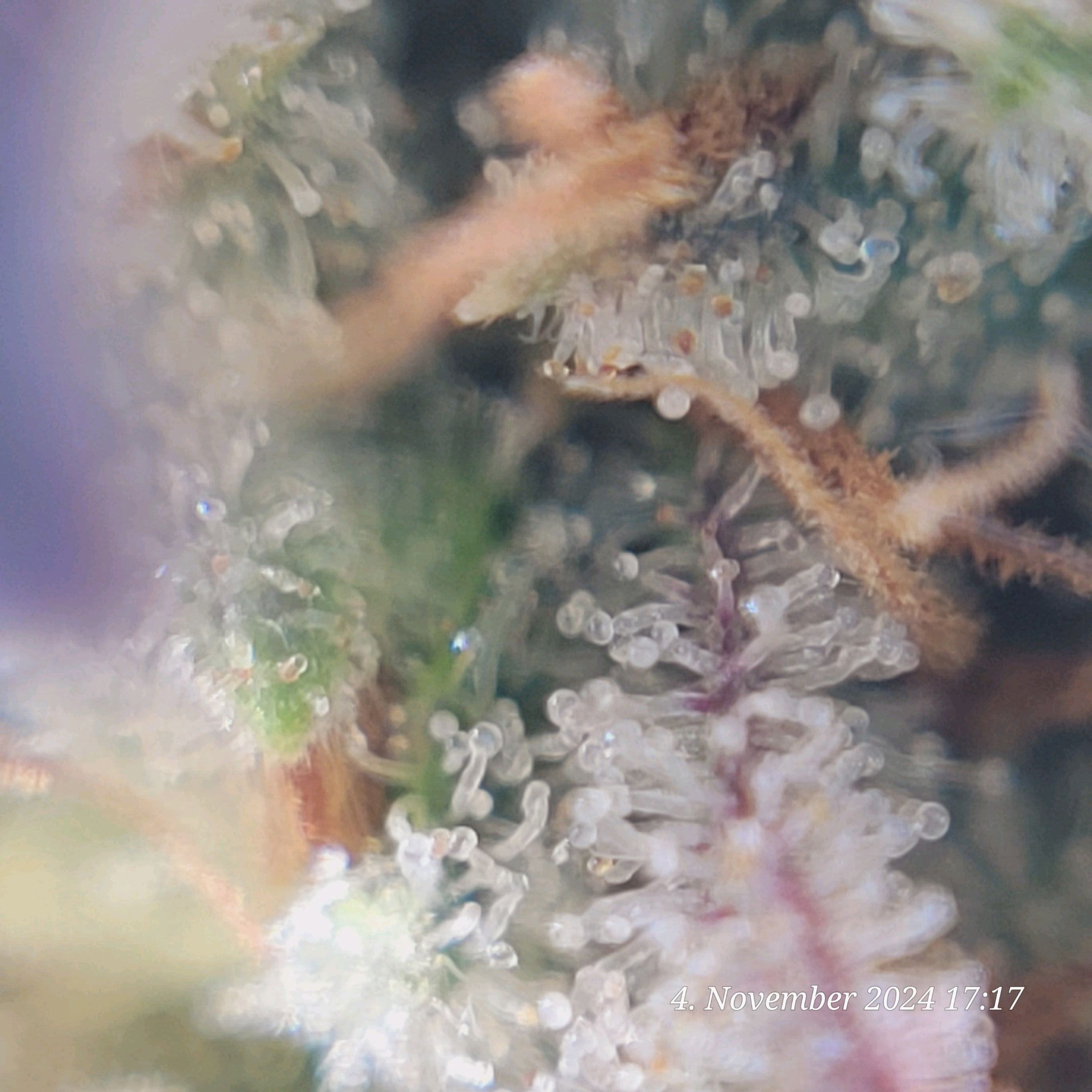 Lava Cake Klon #2 growlog photo 126