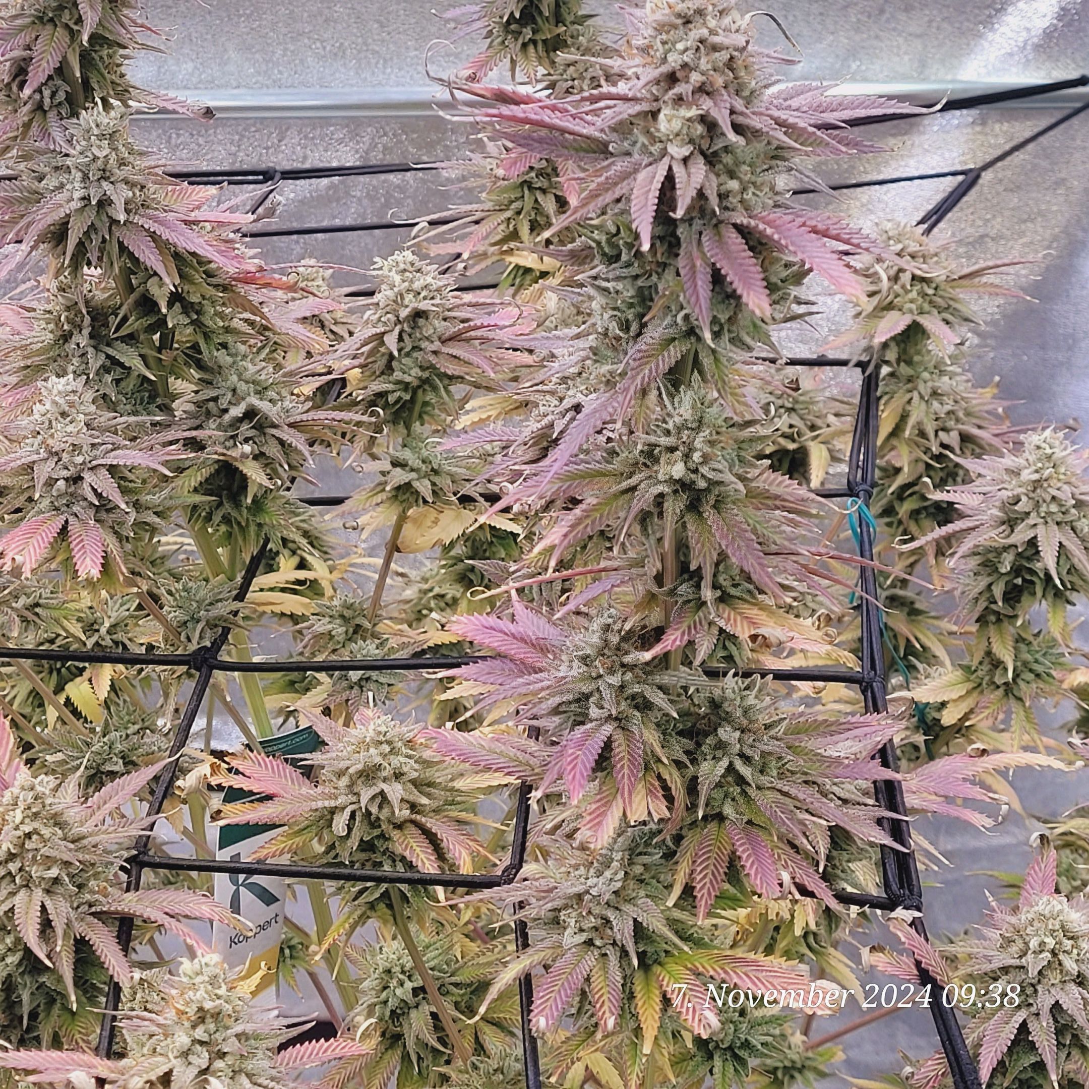 Lava Cake Klon #2 growlog photo 130