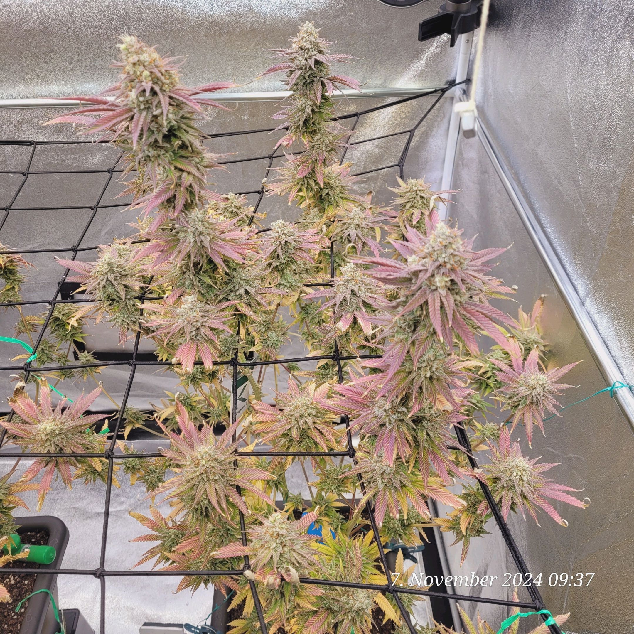 Lava Cake Klon #2 growlog photo 132