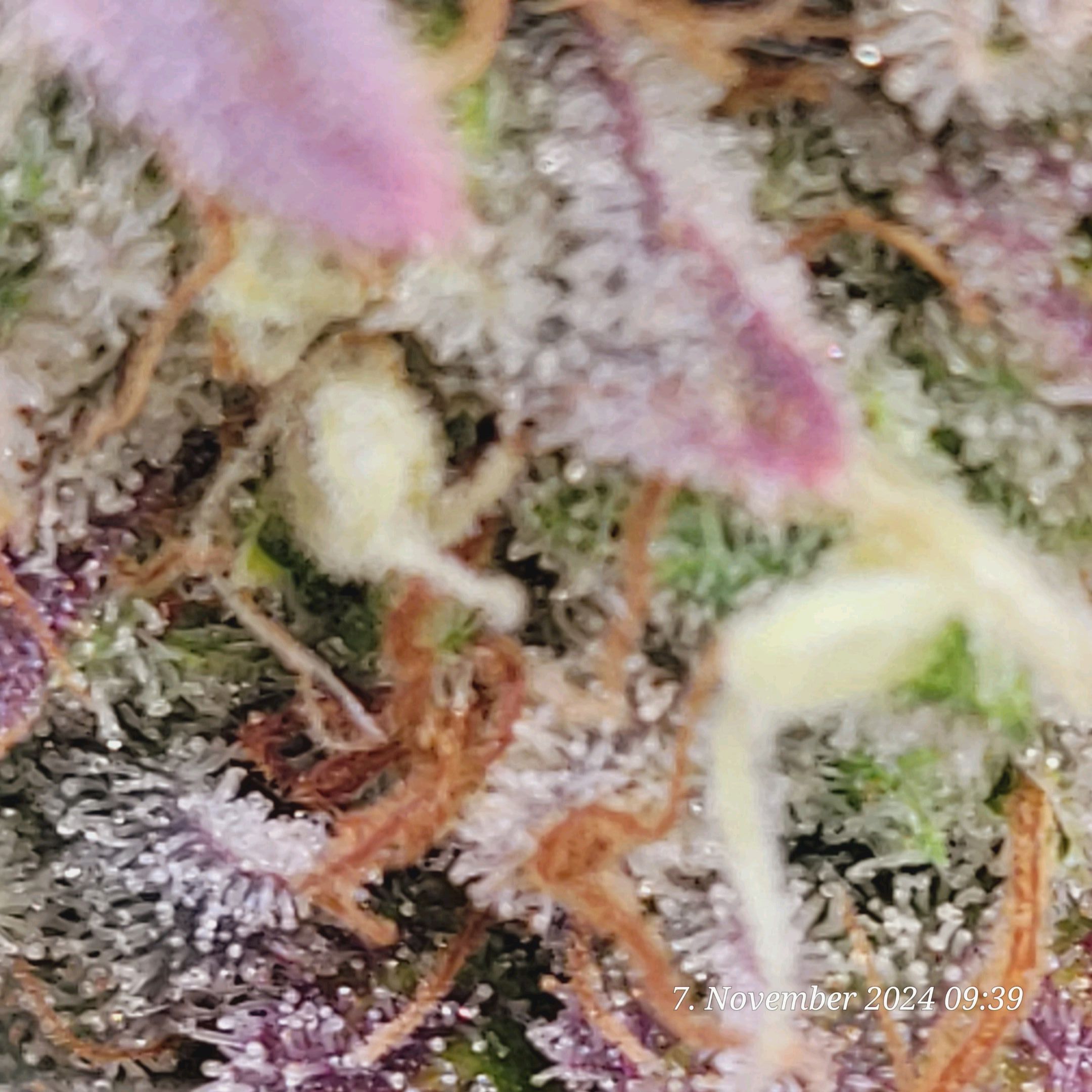 Lava Cake Klon #2 growlog photo 137