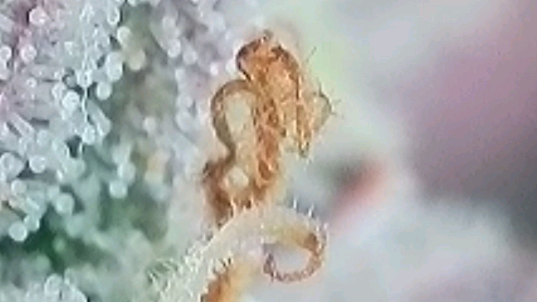 Lava Cake Klon #2 growlog photo 131