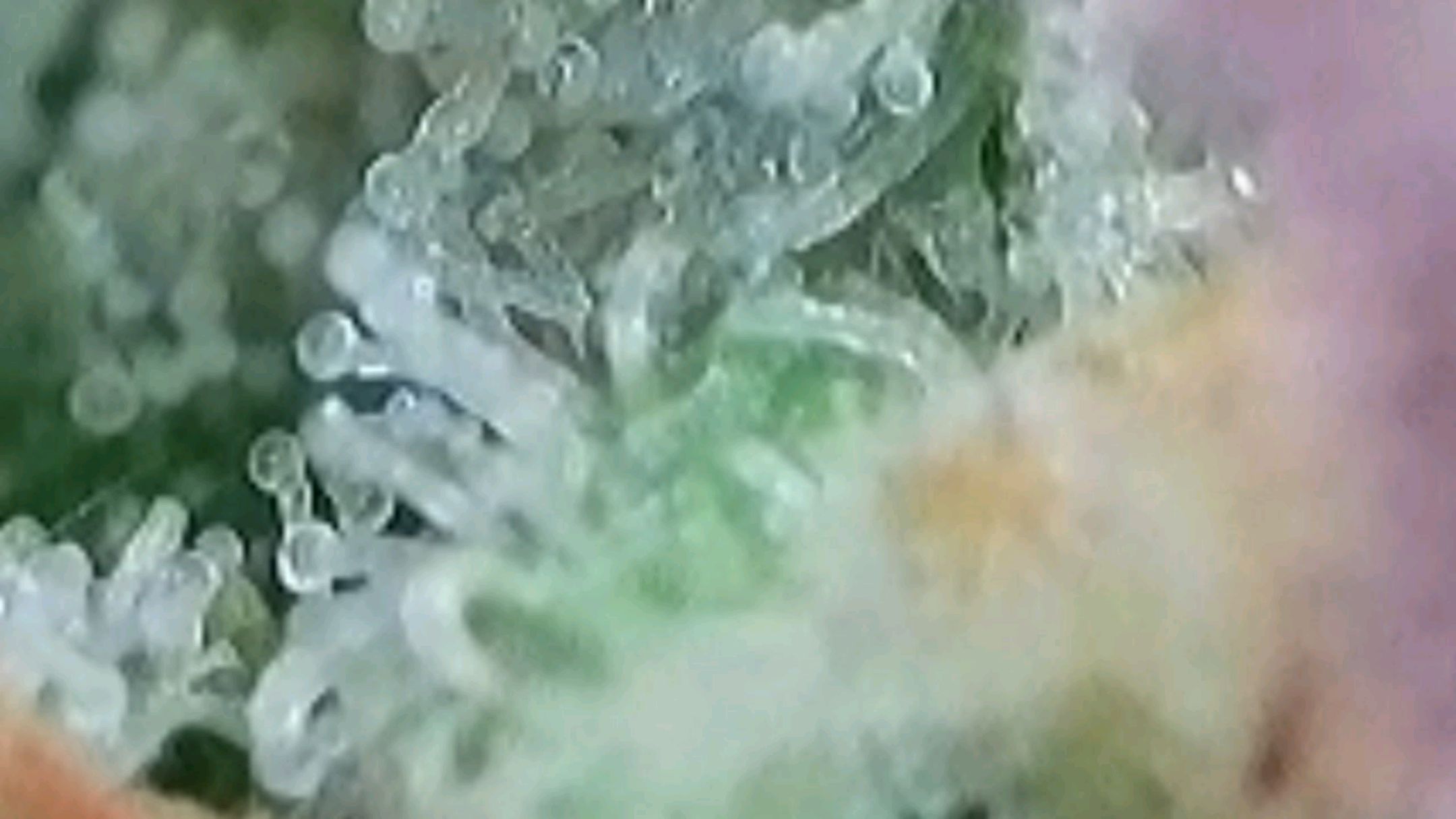 Lava Cake Klon #2 growlog photo 133