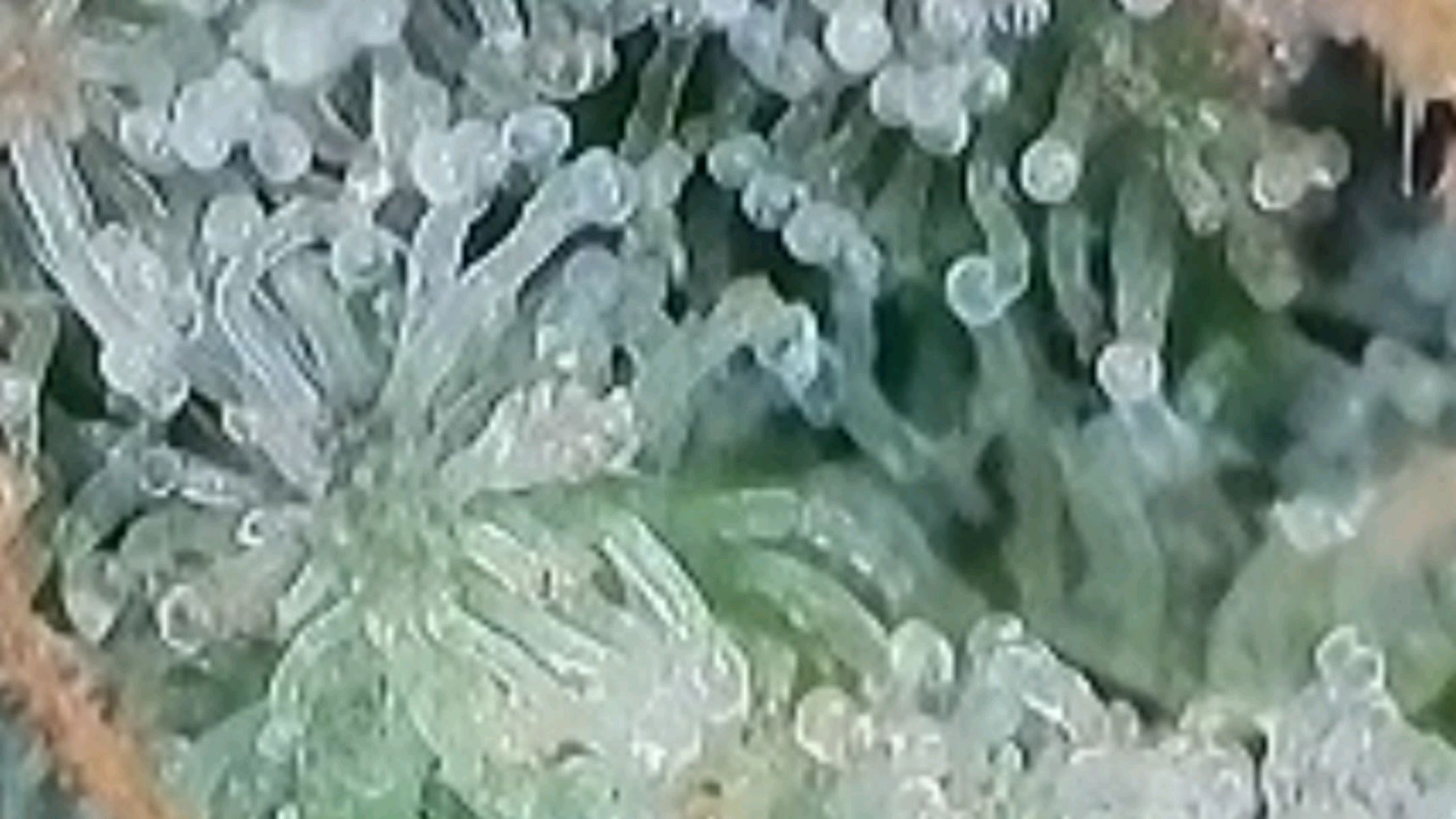 Lava Cake Klon #2 growlog photo 134