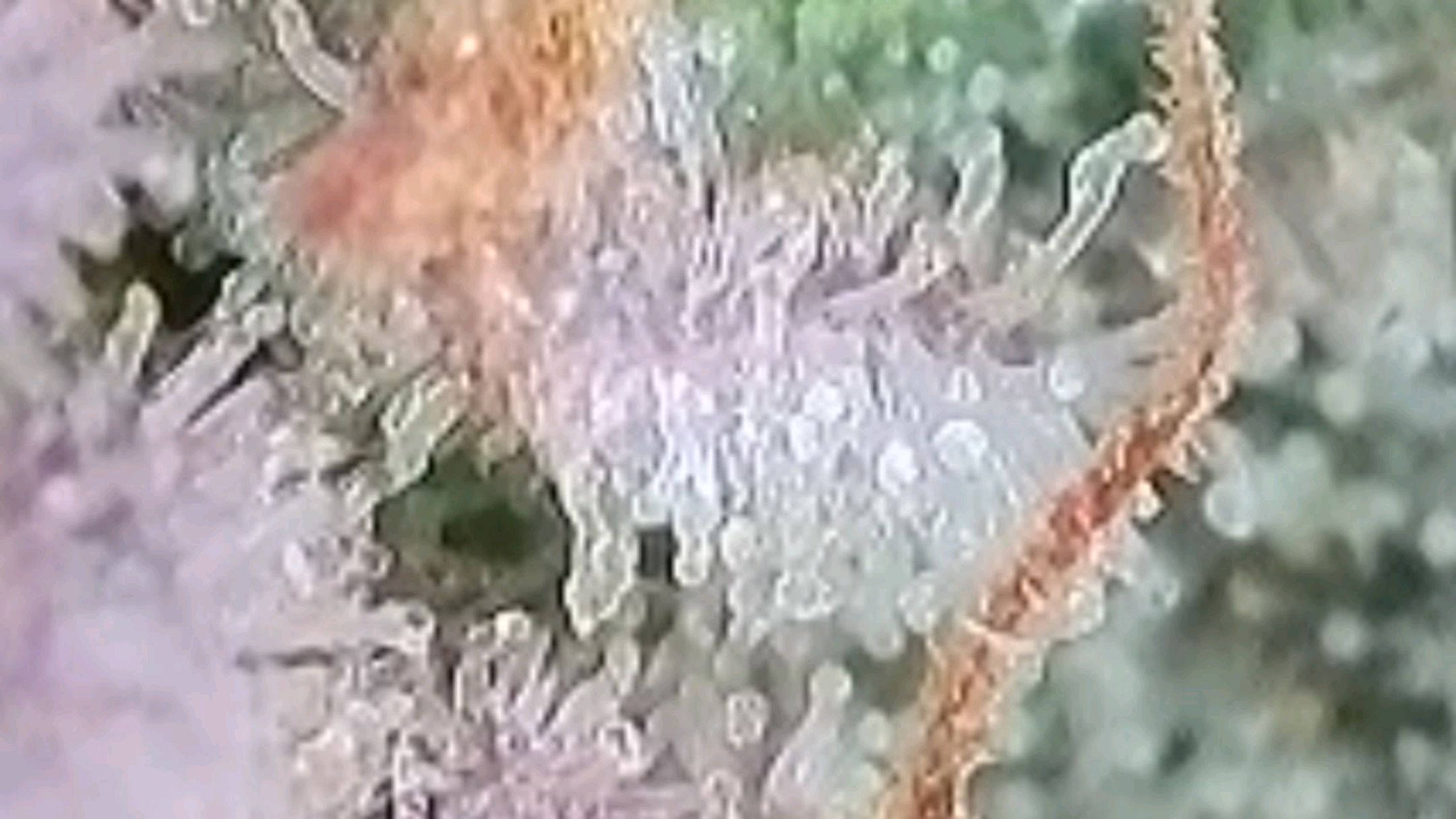 Lava Cake Klon #2 growlog photo 135