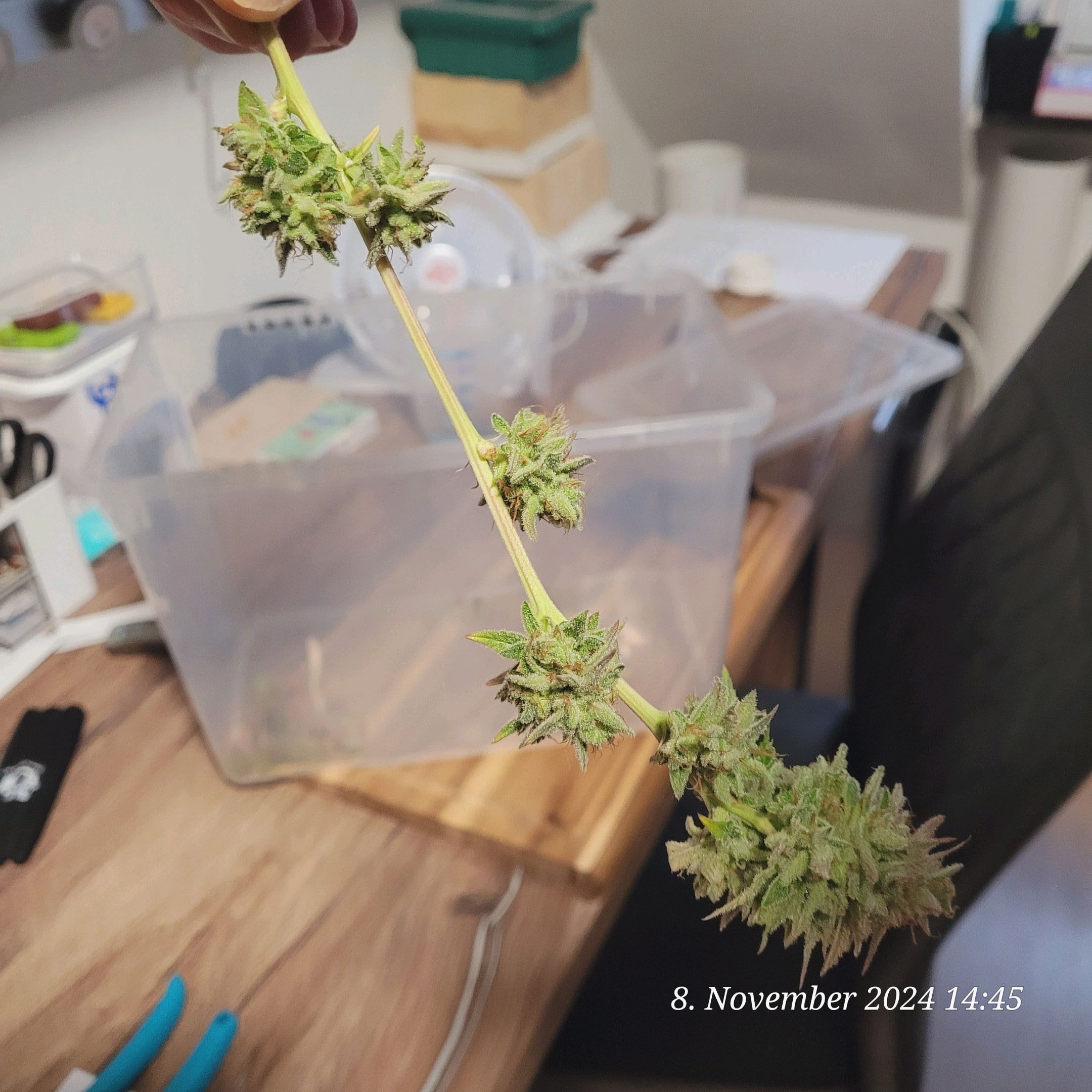 Lava Cake Klon #2 growlog photo 138