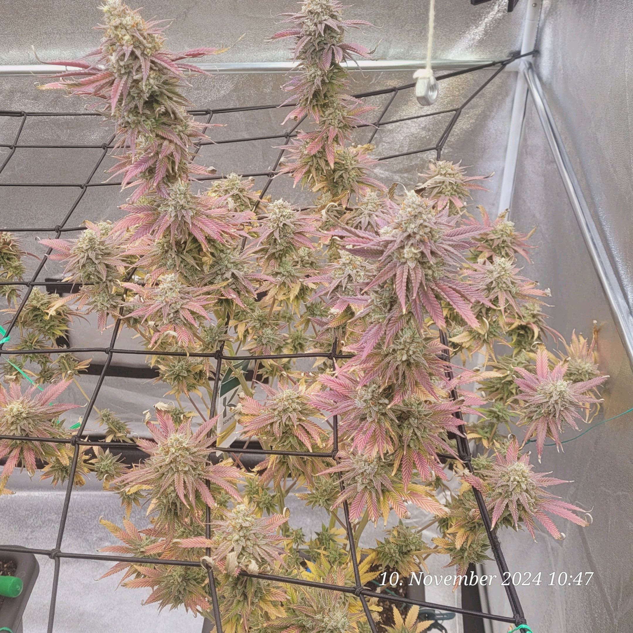 Lava Cake Klon #2 growlog photo 140