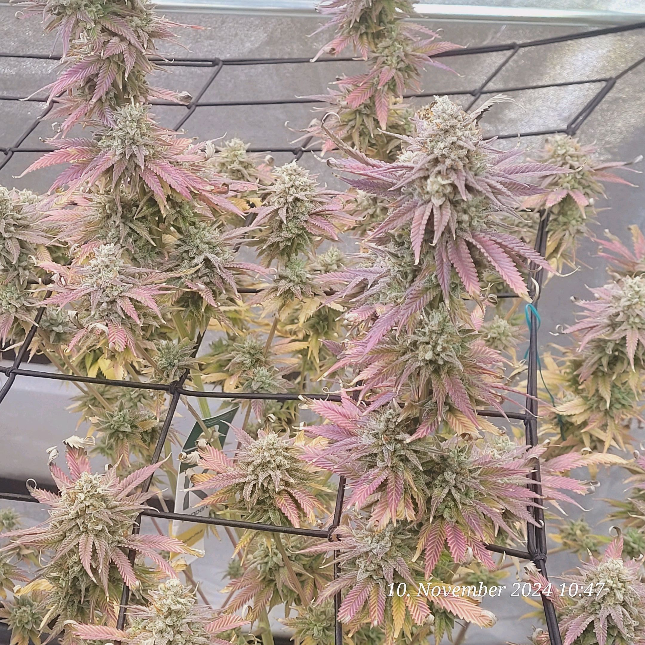 Lava Cake Klon #2 growlog photo 145