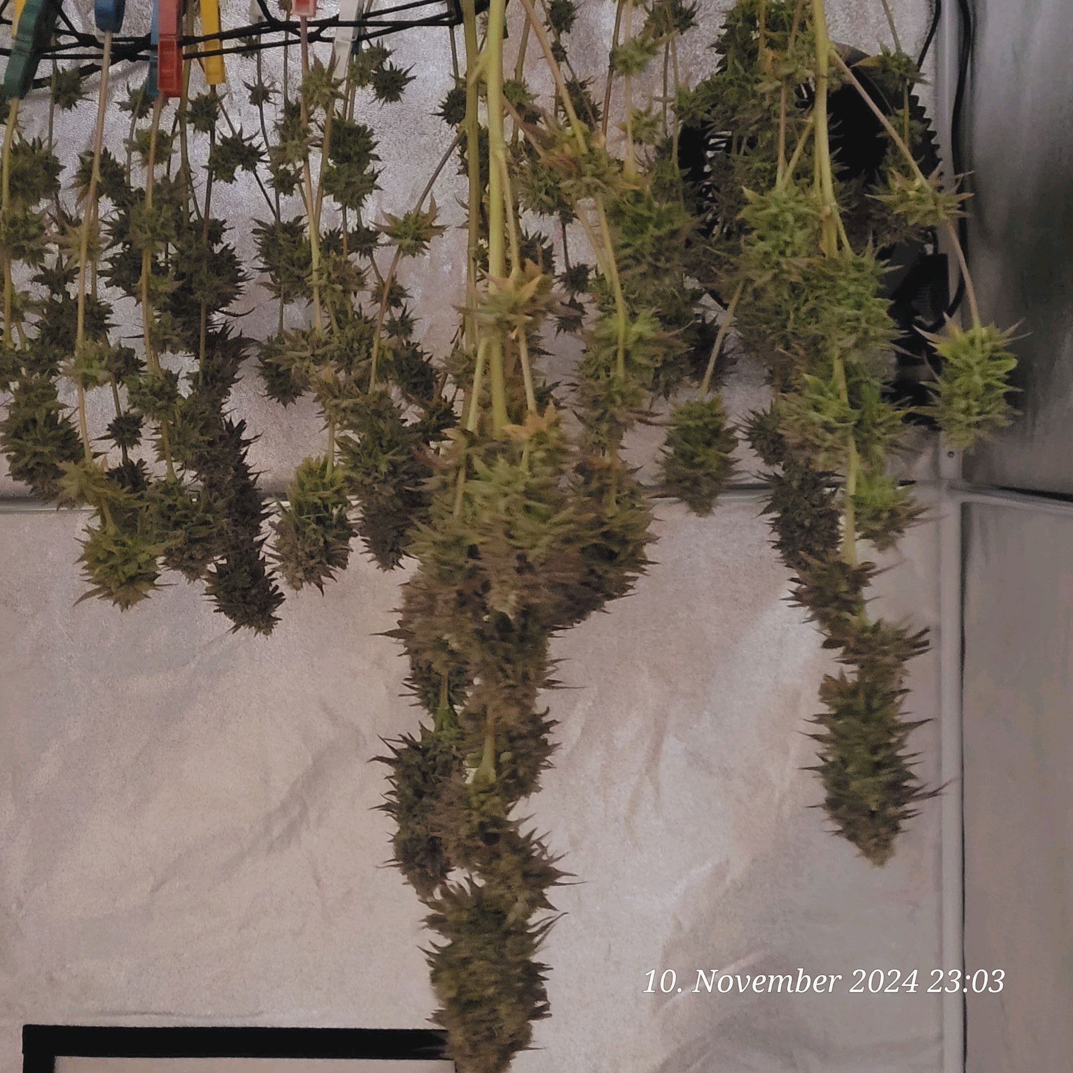 Lava Cake Klon #2 growlog photo 141