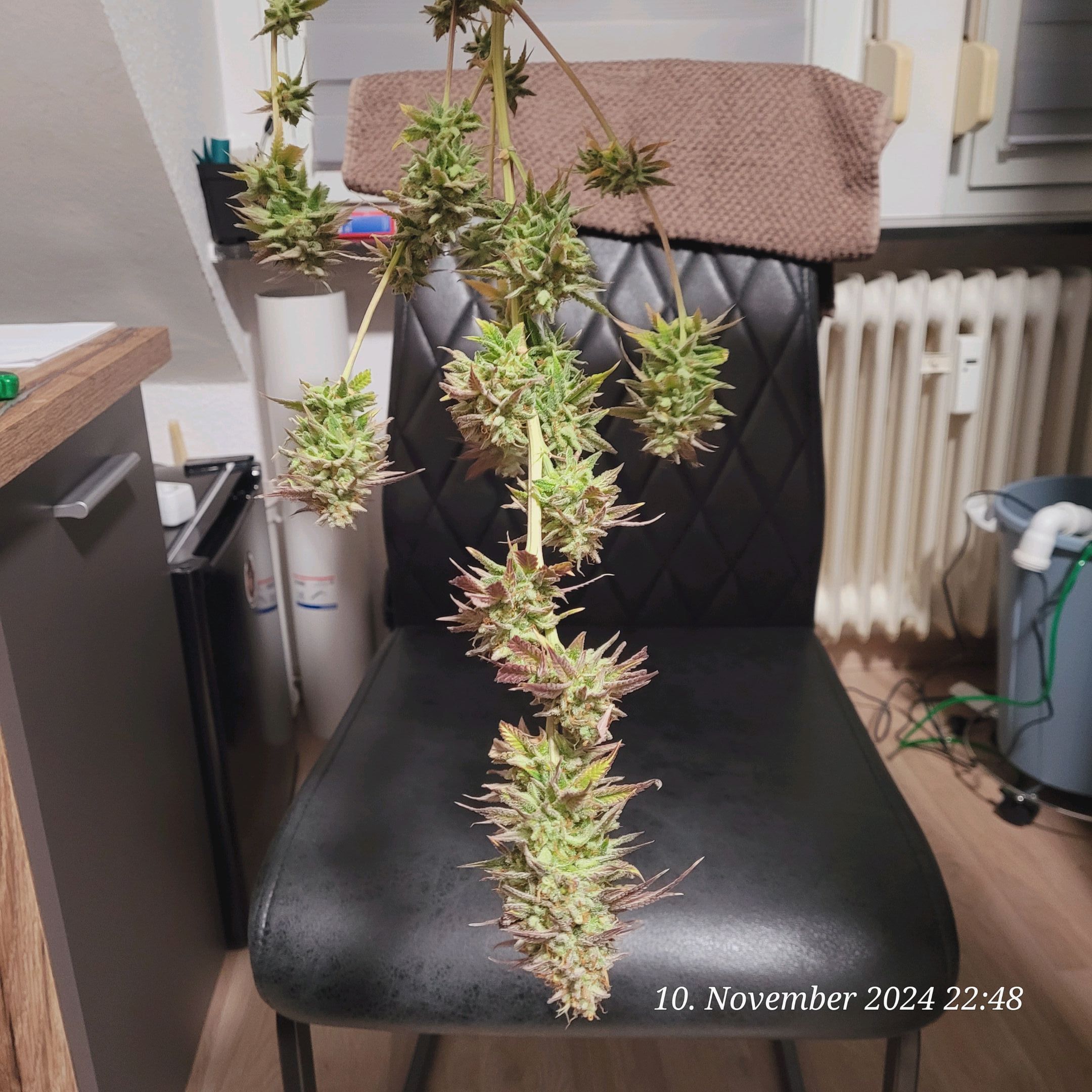 Lava Cake Klon #2 growlog photo 139