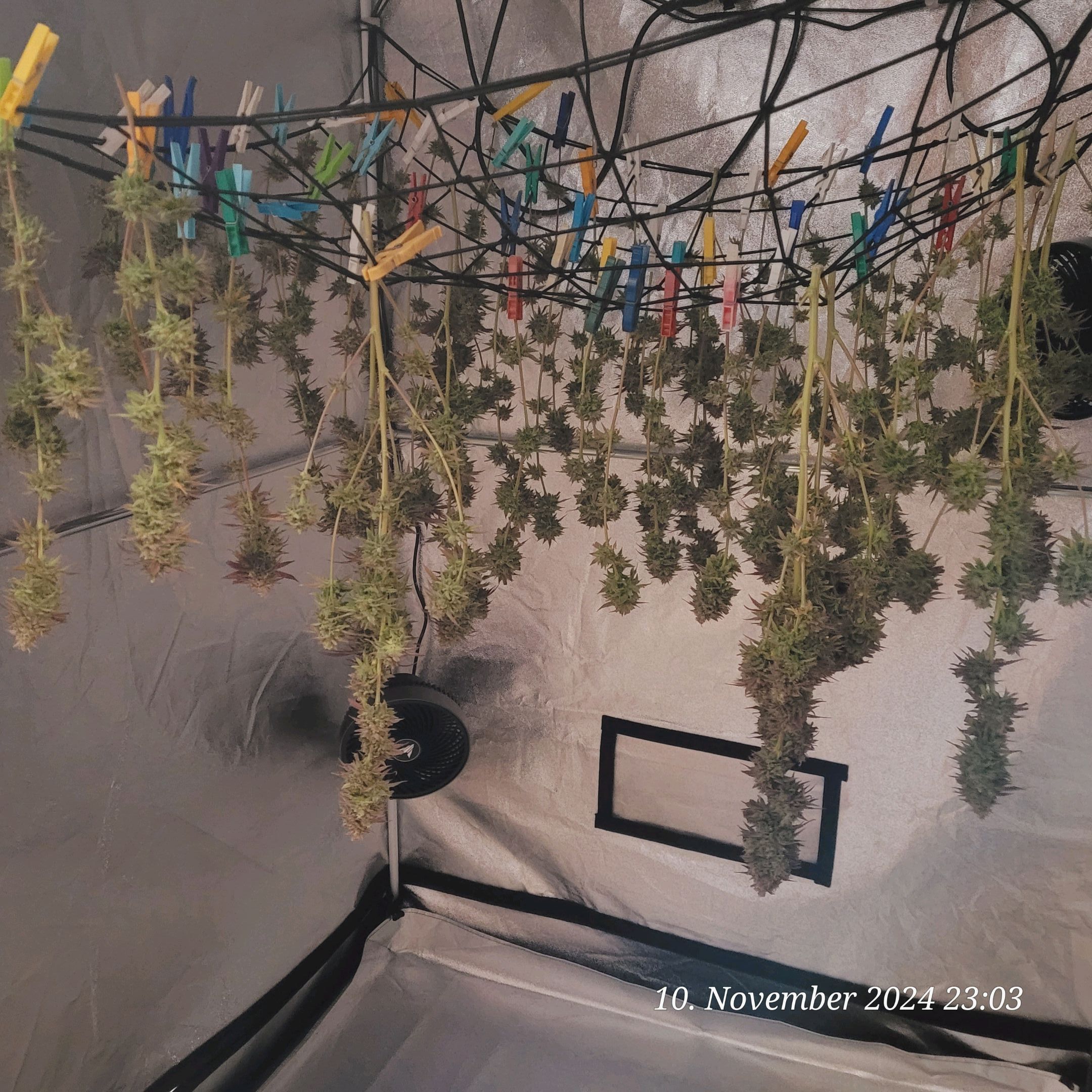 Lava Cake Klon #2 growlog photo 142