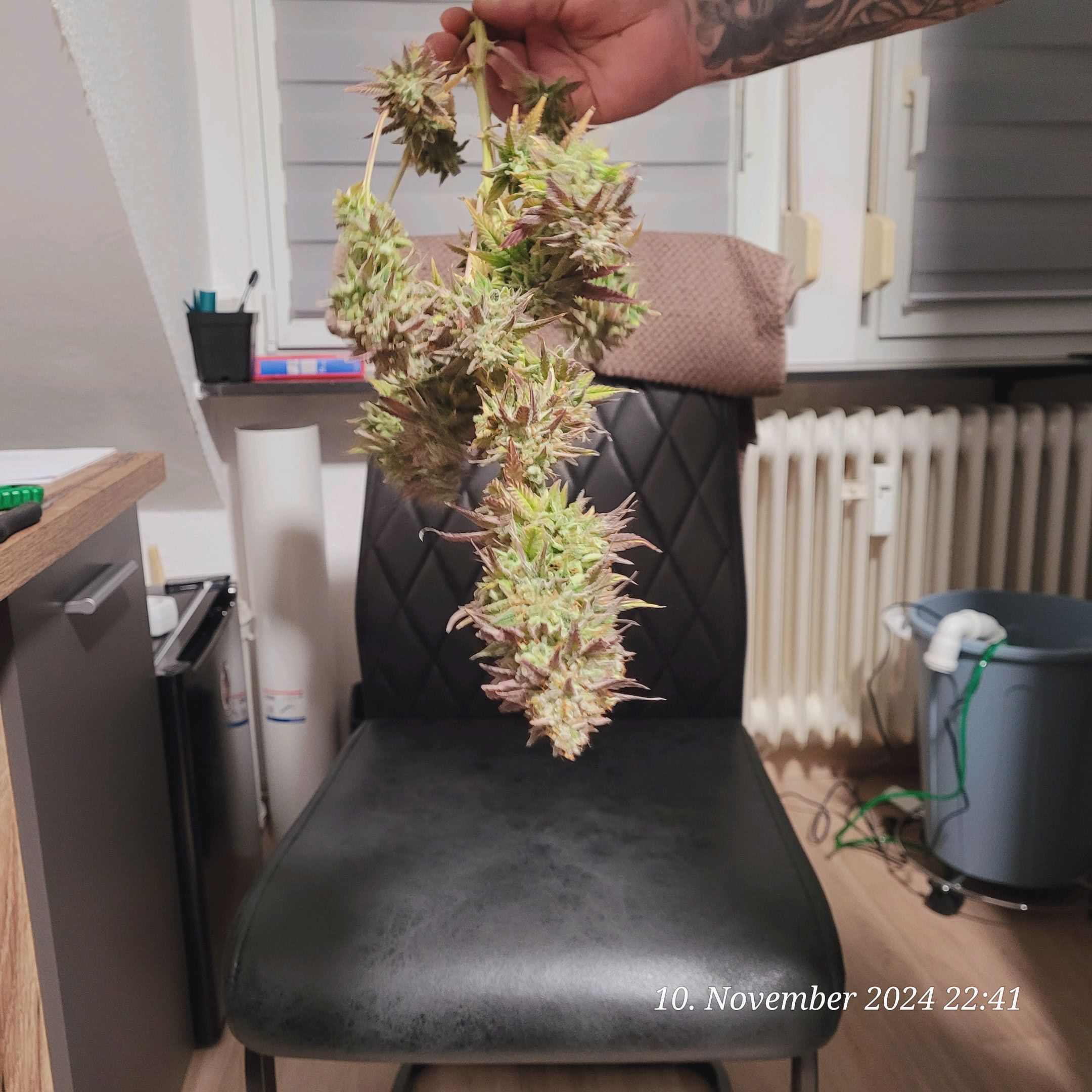 Lava Cake Klon #2 growlog photo 146