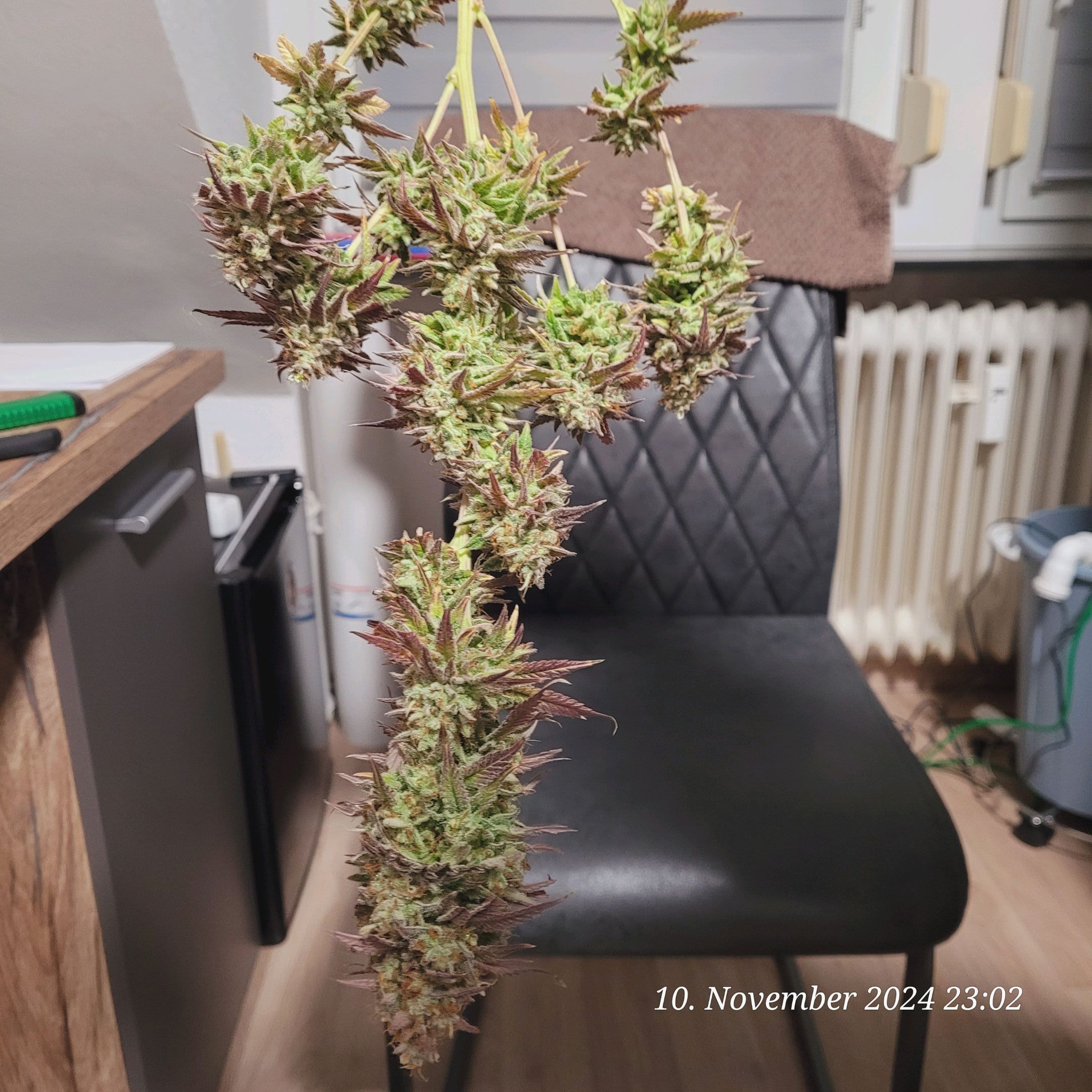 Lava Cake Klon #2 growlog photo 147