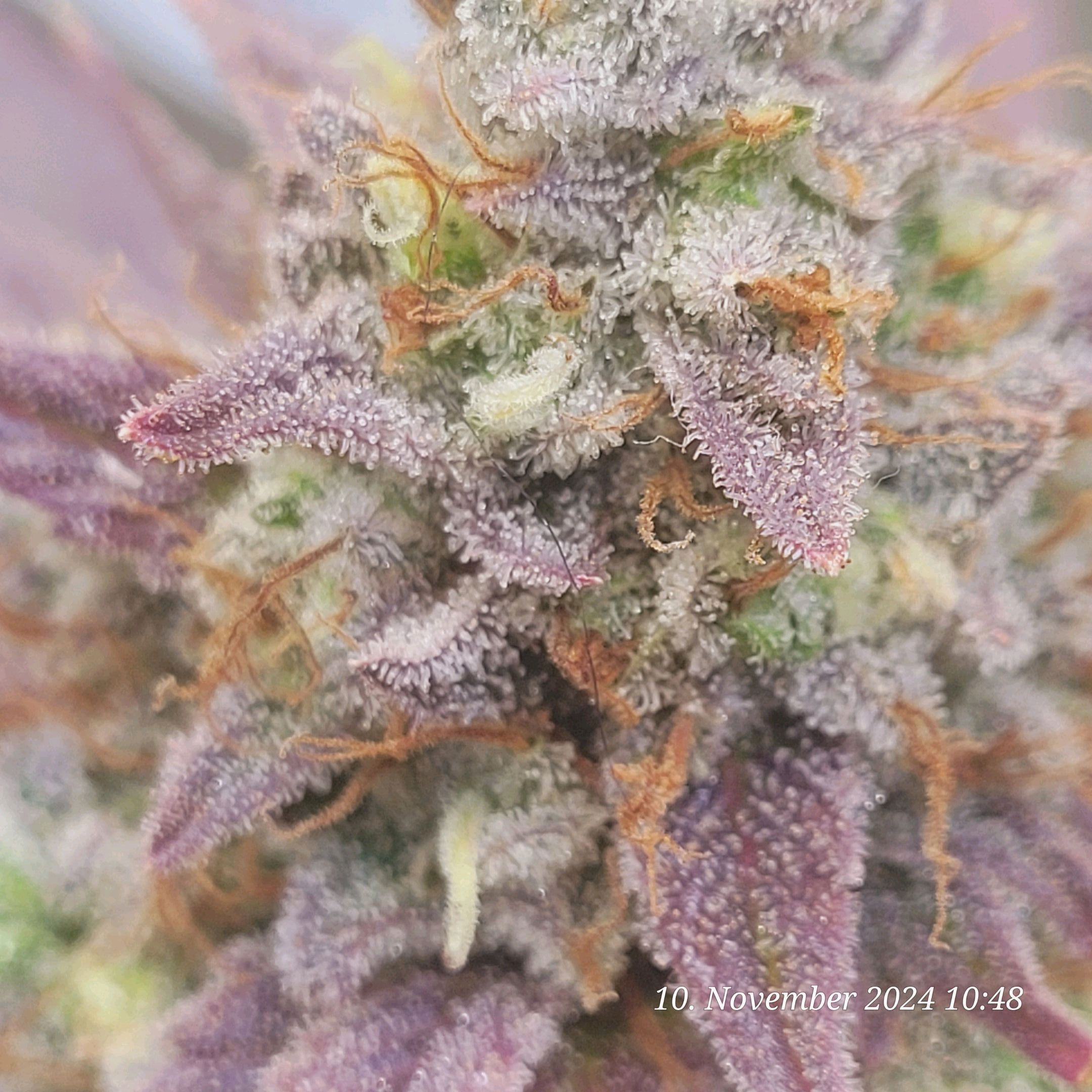 Lava Cake Klon #2 growlog header