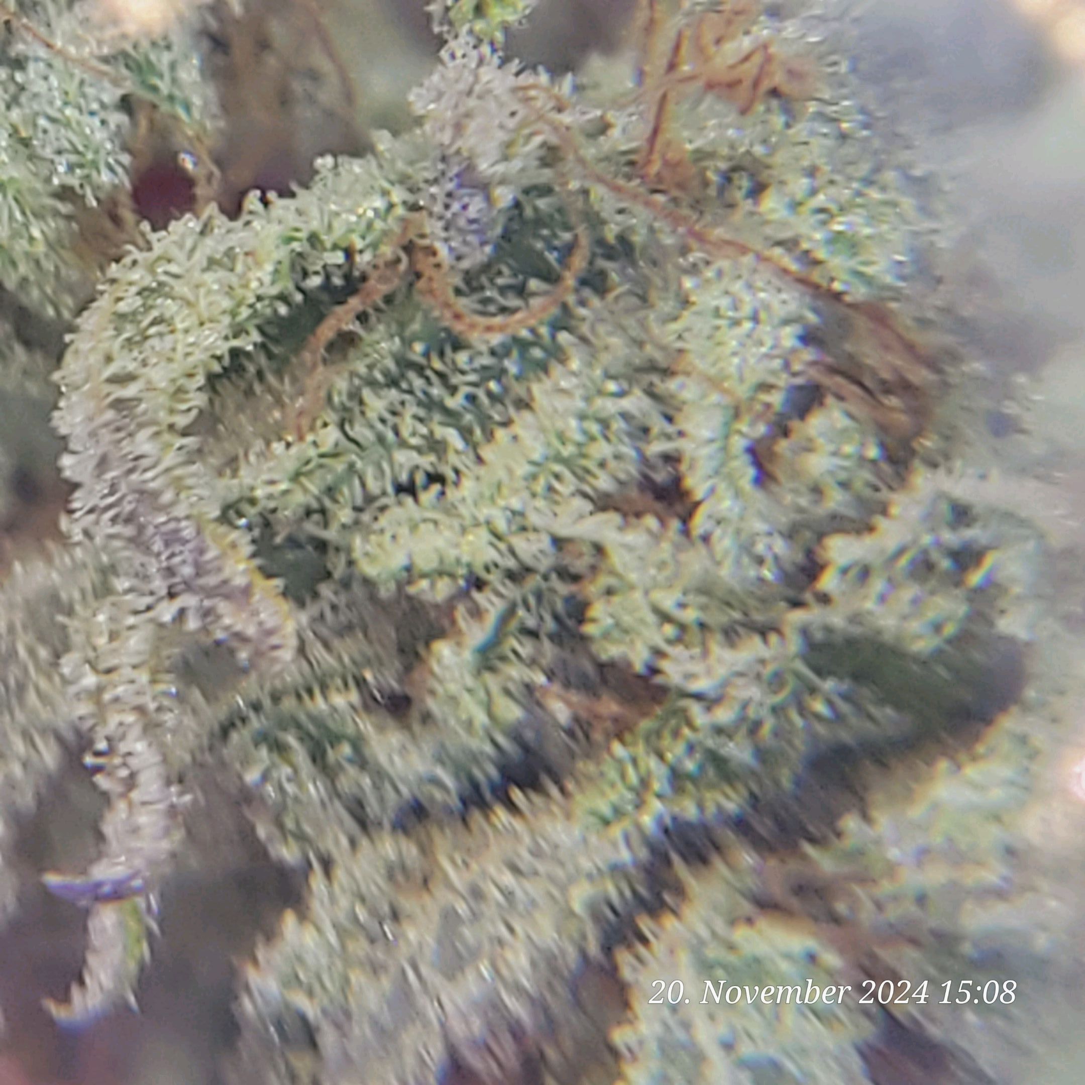 Lava Cake Klon #2 growlog photo 149